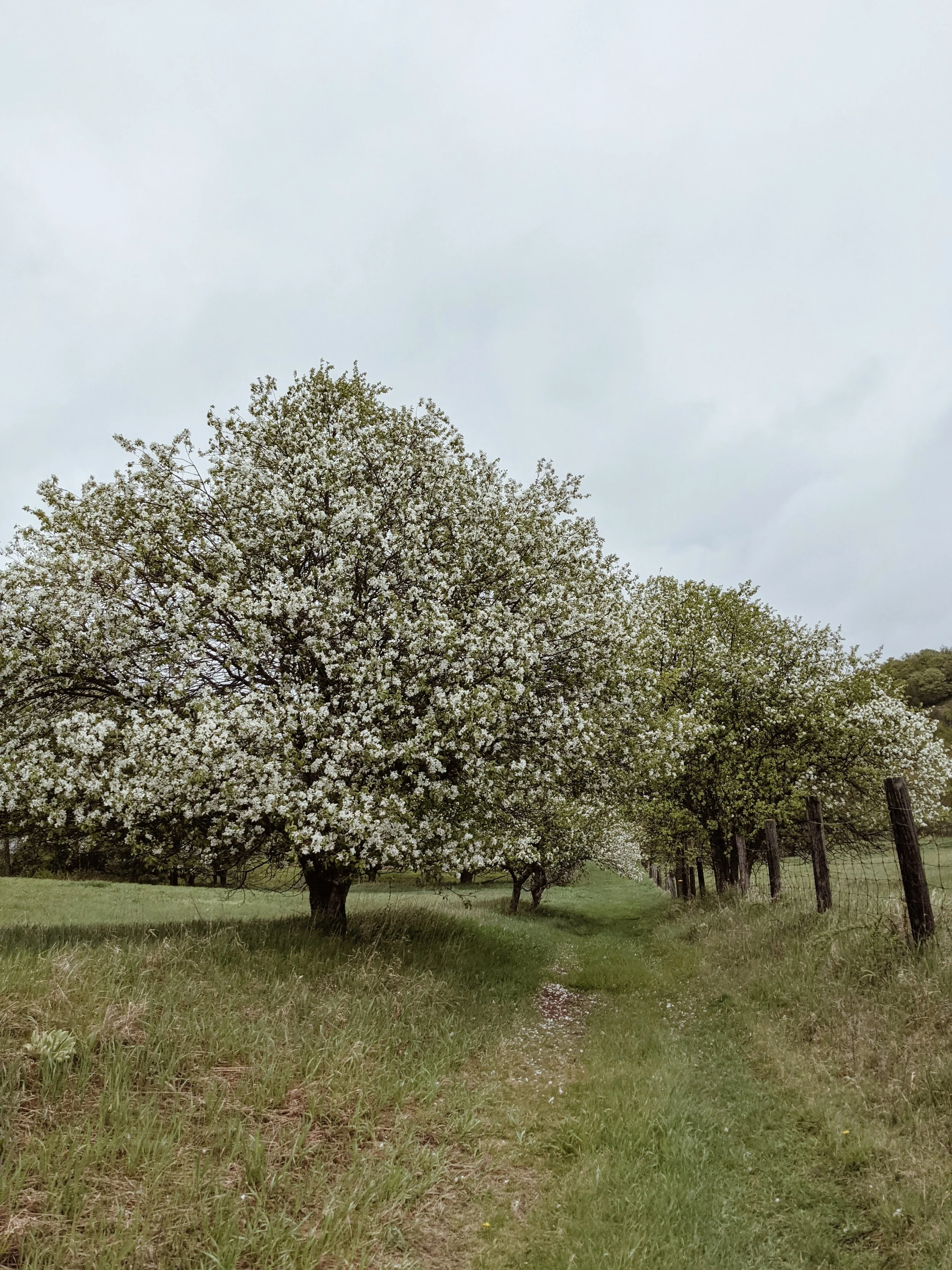 A grassy field with a dirt path running through it, lined with flowering trees on the left and a wooden fence on the right, under a cloudy sky.
