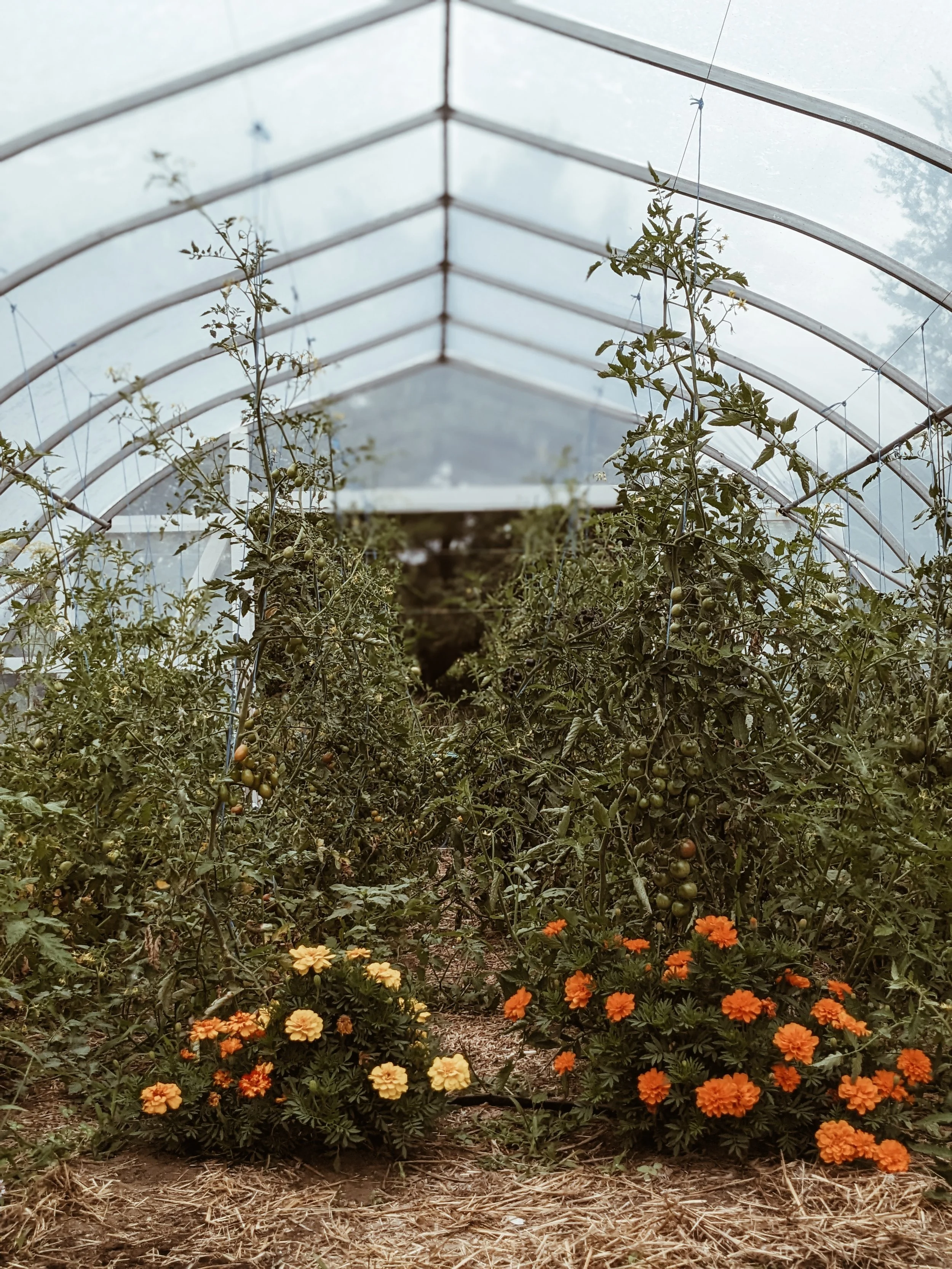 Inside a greenhouse with tomato plants and marigolds growing at the base.