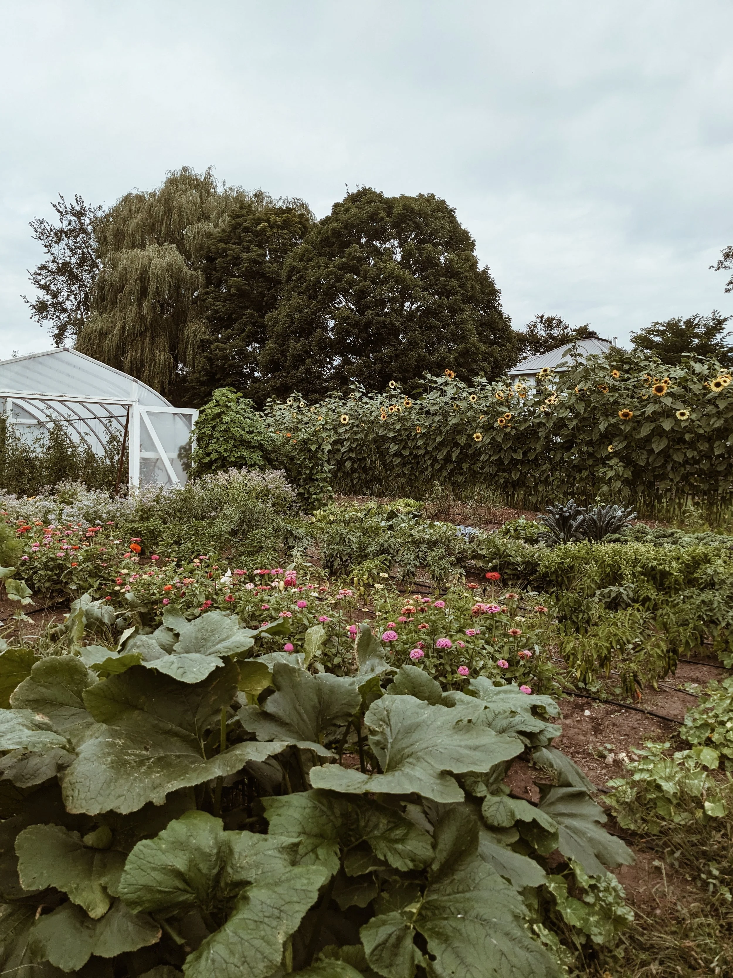 A lush garden with rows of colorful flowers, leafy green plants, a greenhouse on the left, and tall trees in the background under a cloudy sky.