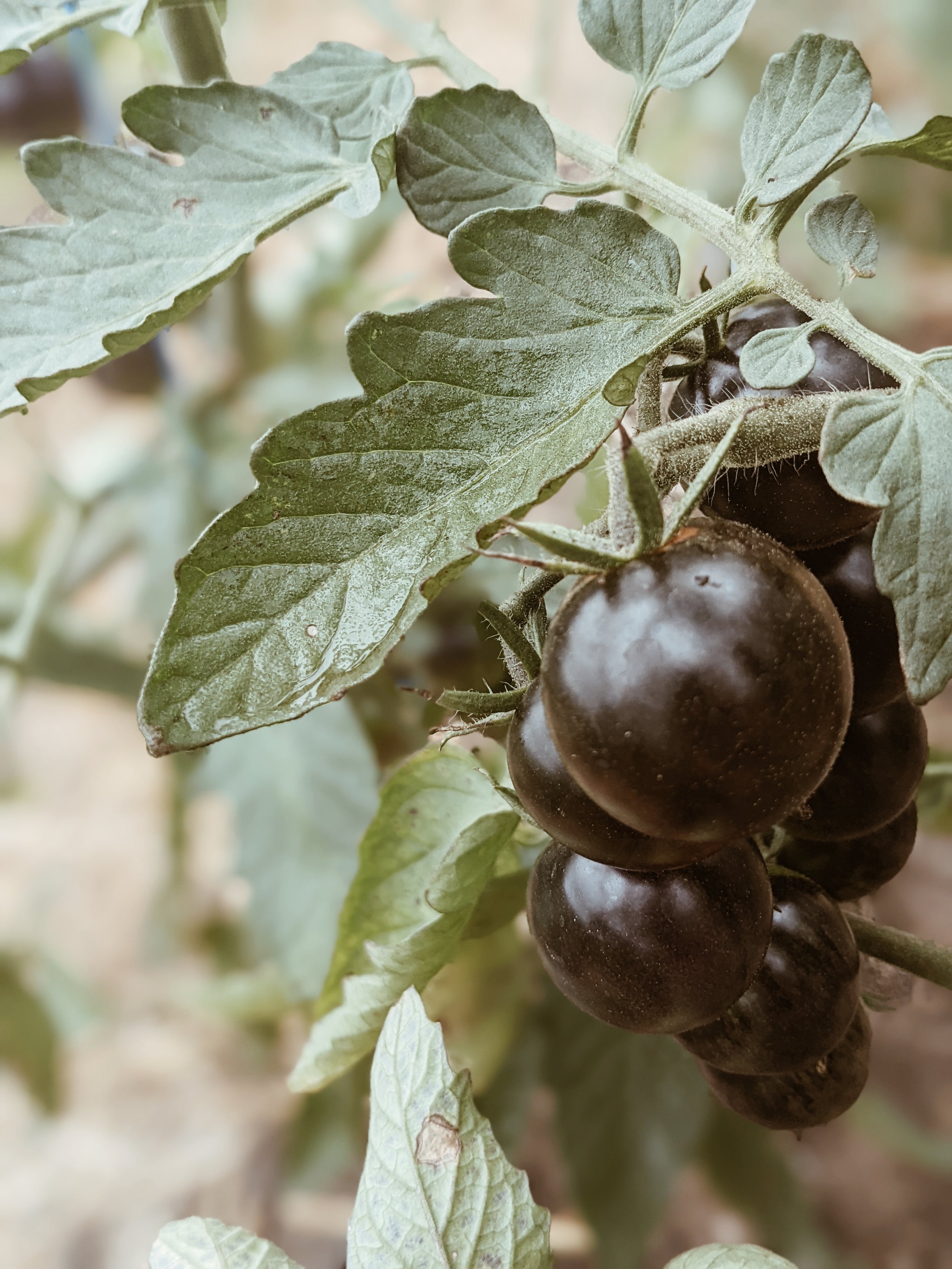 Close-up of a cluster of ripe black tomatoes hanging on a plant, surrounded by green leaves.