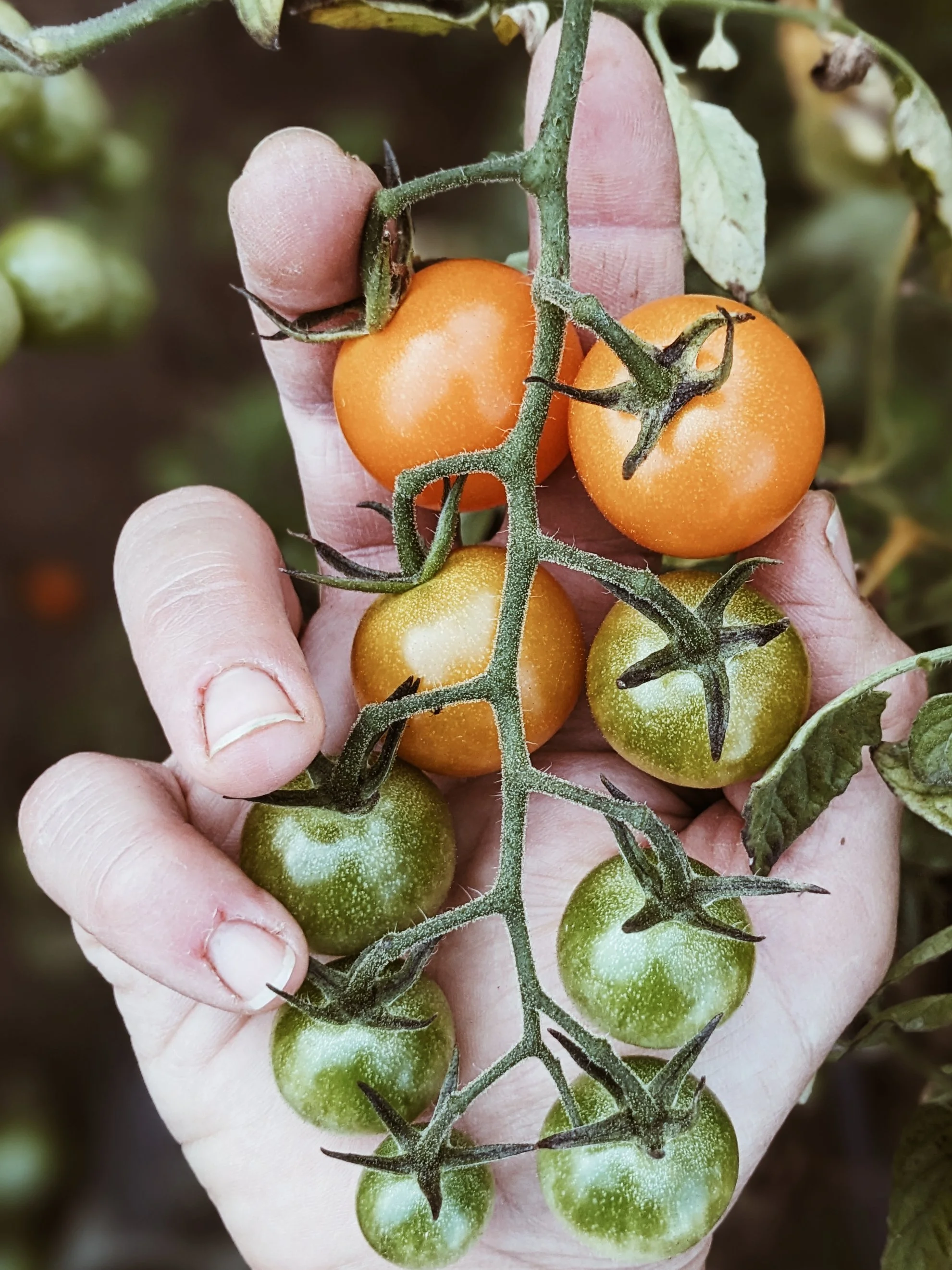 Close-up of a hand holding a vine of tomatoes in various stages of ripeness, from green to orange.
