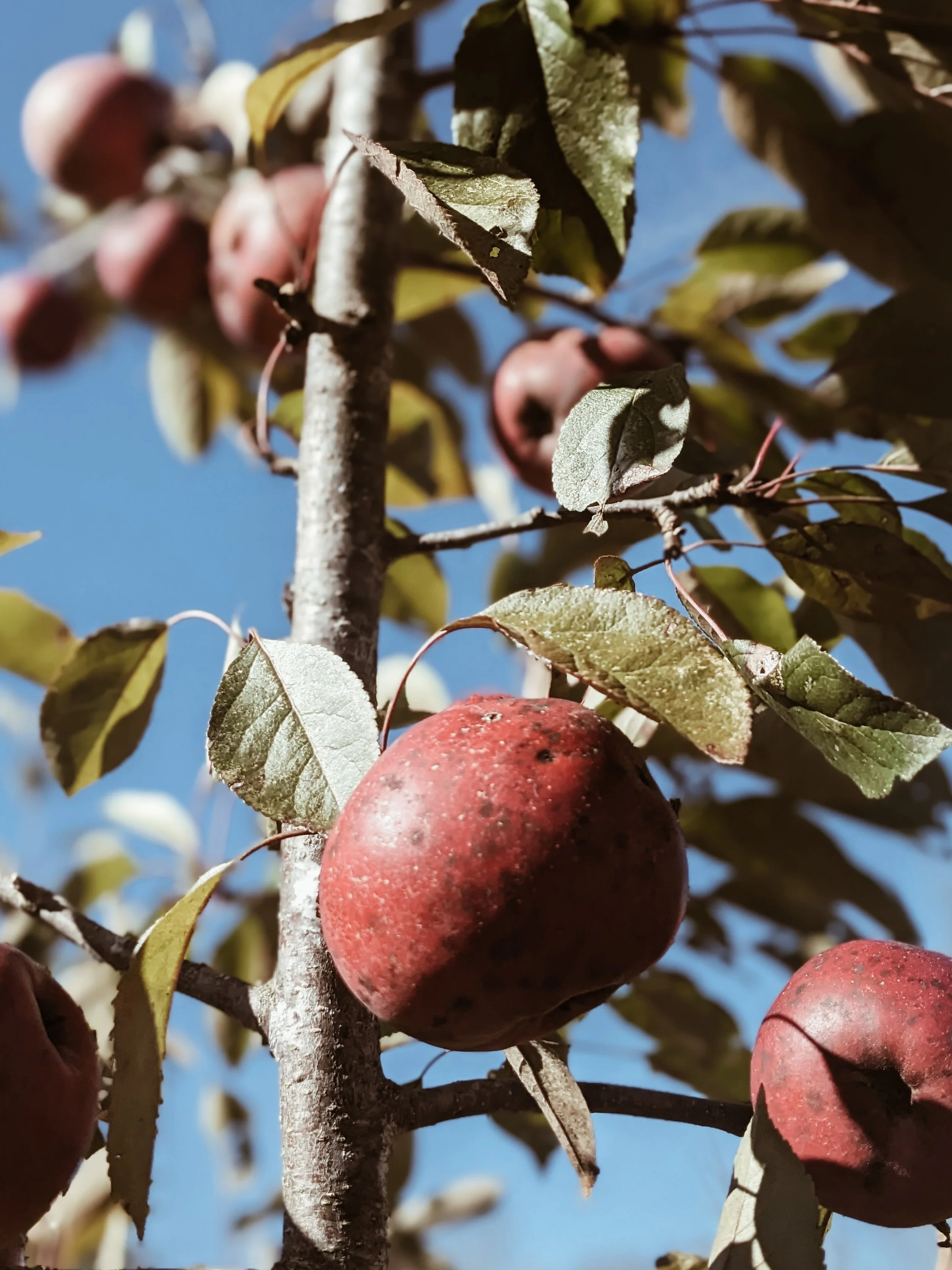 Close-up of ripe red apples on a tree branch with green leaves against a blue sky.