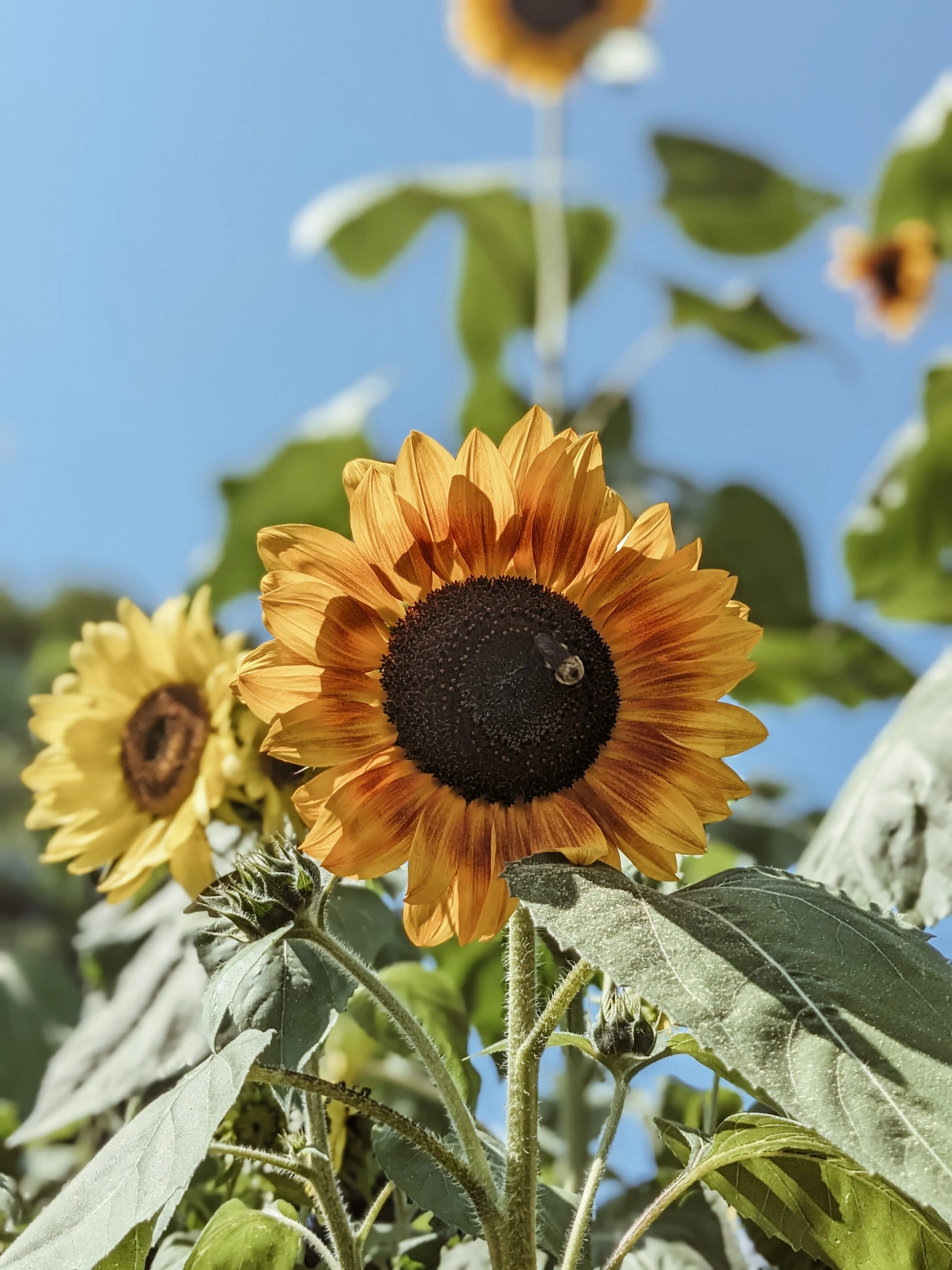 Close-up of a sunflower with a bee on its dark center, and additional sunflowers in the background against a blue sky.