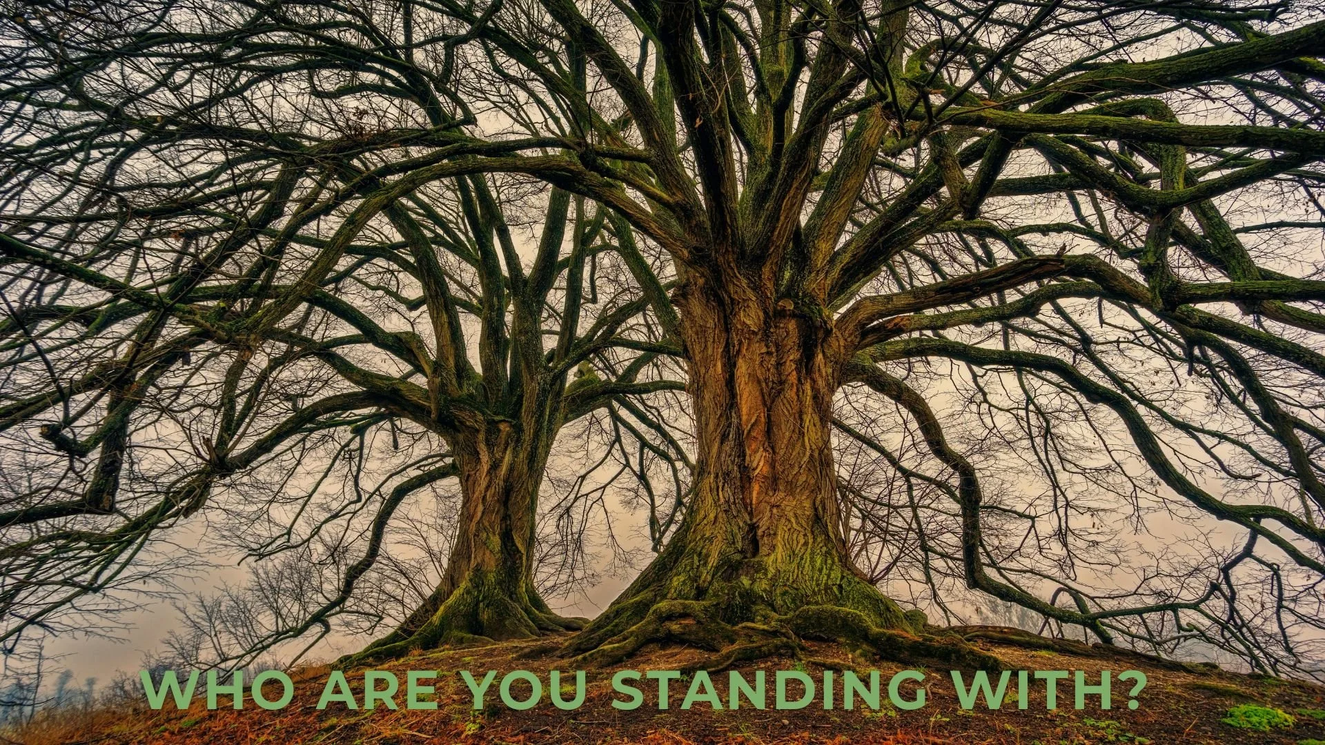 Two large, leafless trees with thick, twisting branches and exposed roots, seen from below against an overcast sky. Text overlay reads, 'WHO ARE YOU STANDING WITH?' in green letters.