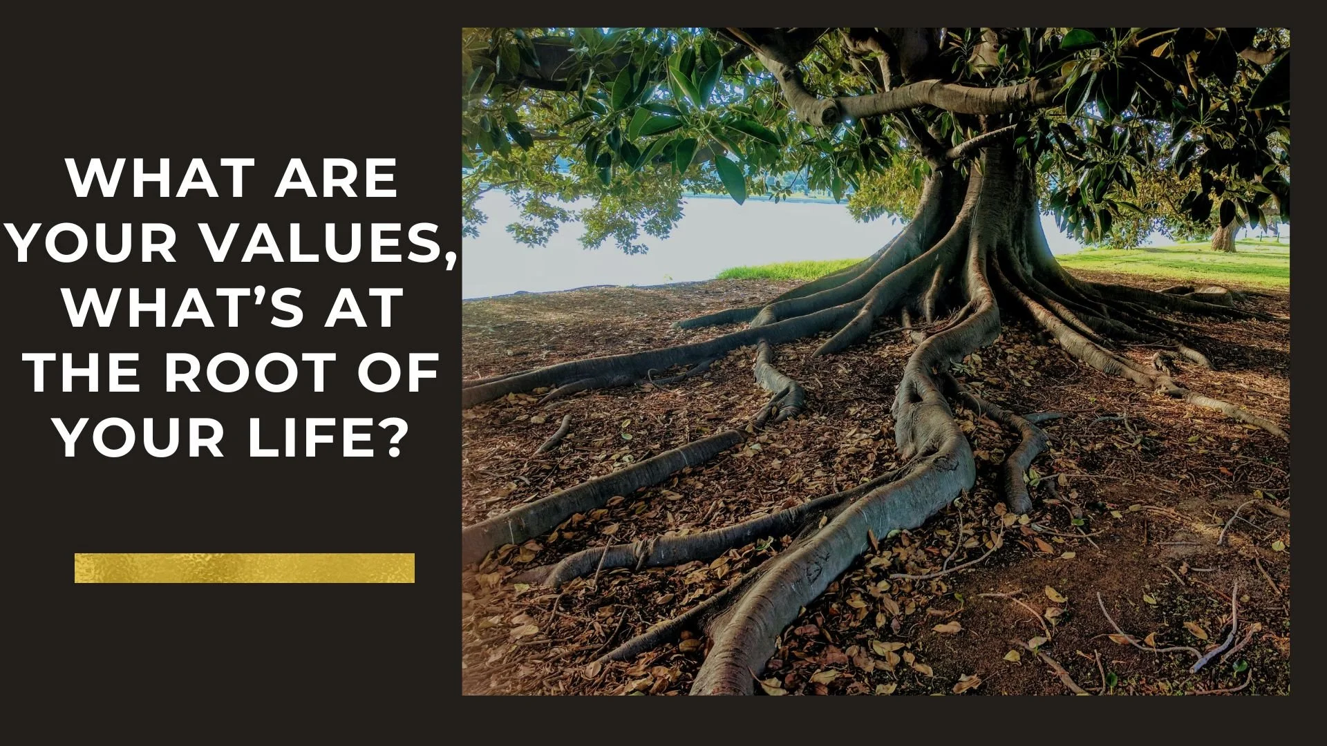 Tree with wide roots extending on the ground in a natural setting, with grass and clouds in the background, next to a quote about values and roots. Question reads, "What are your values?  What's at the root of your life?"