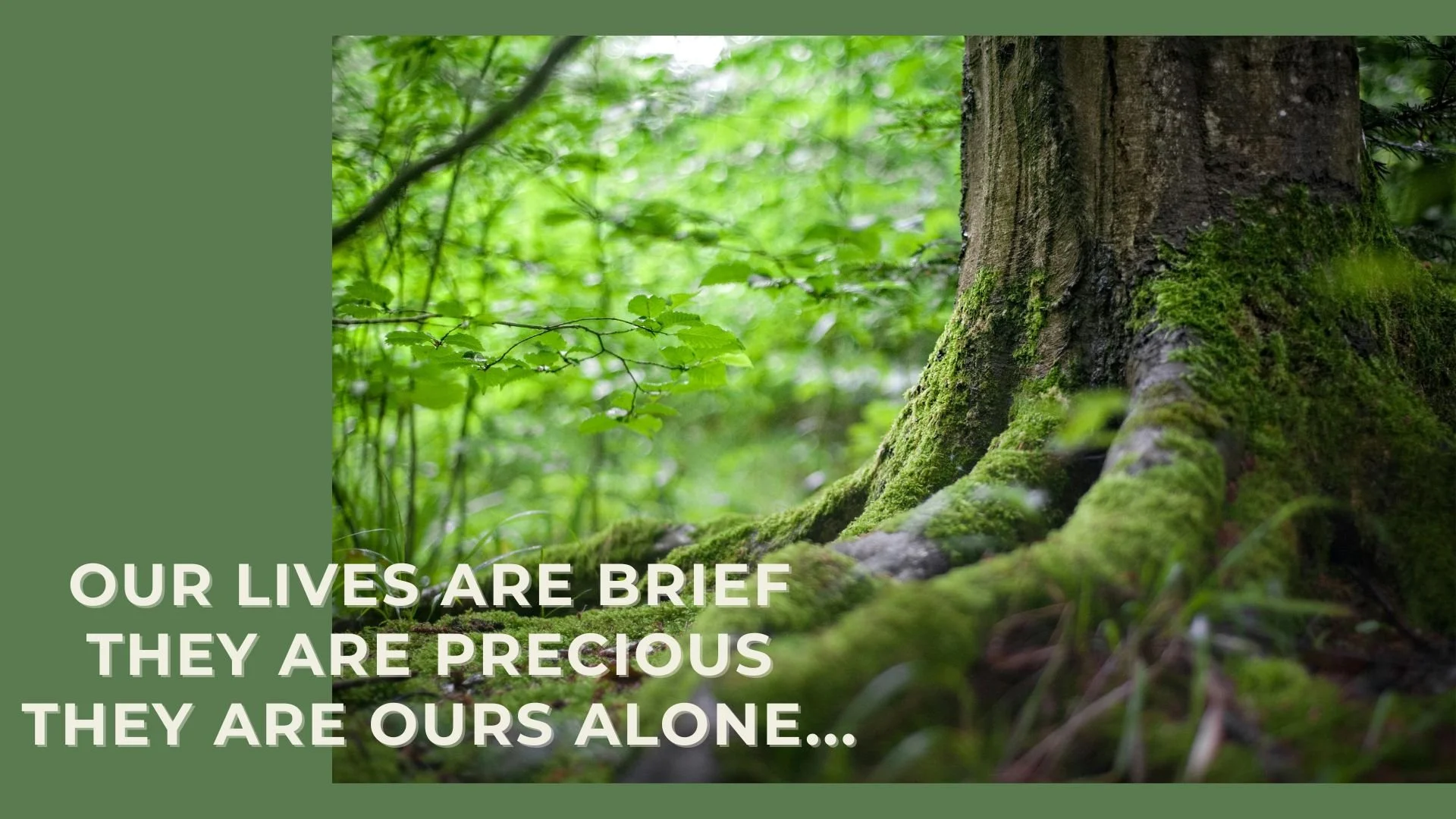 A close-up of a moss-covered tree trunk and roots in a lush green forest with a quote about life and nature.
