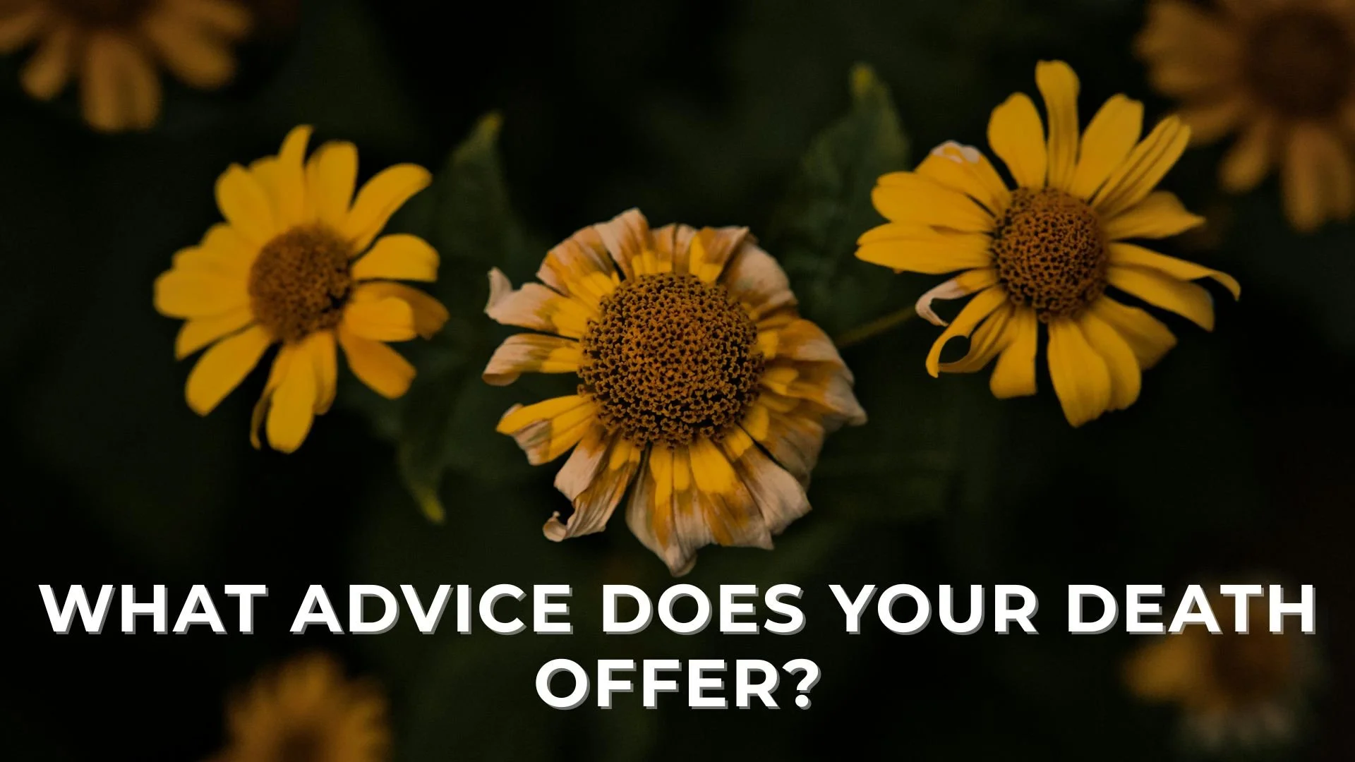 Close-up of yellow flowers with dark centers against a dark background, with white text reading 'What advice does your death offer?'