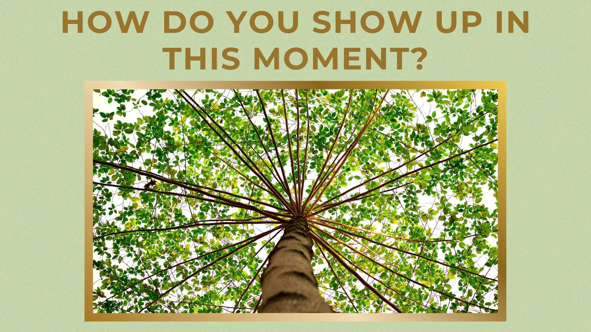 View looking up at a tall tree with green leaves and multiple branches extending outward. Question reads, "How do you show up in this moment?"