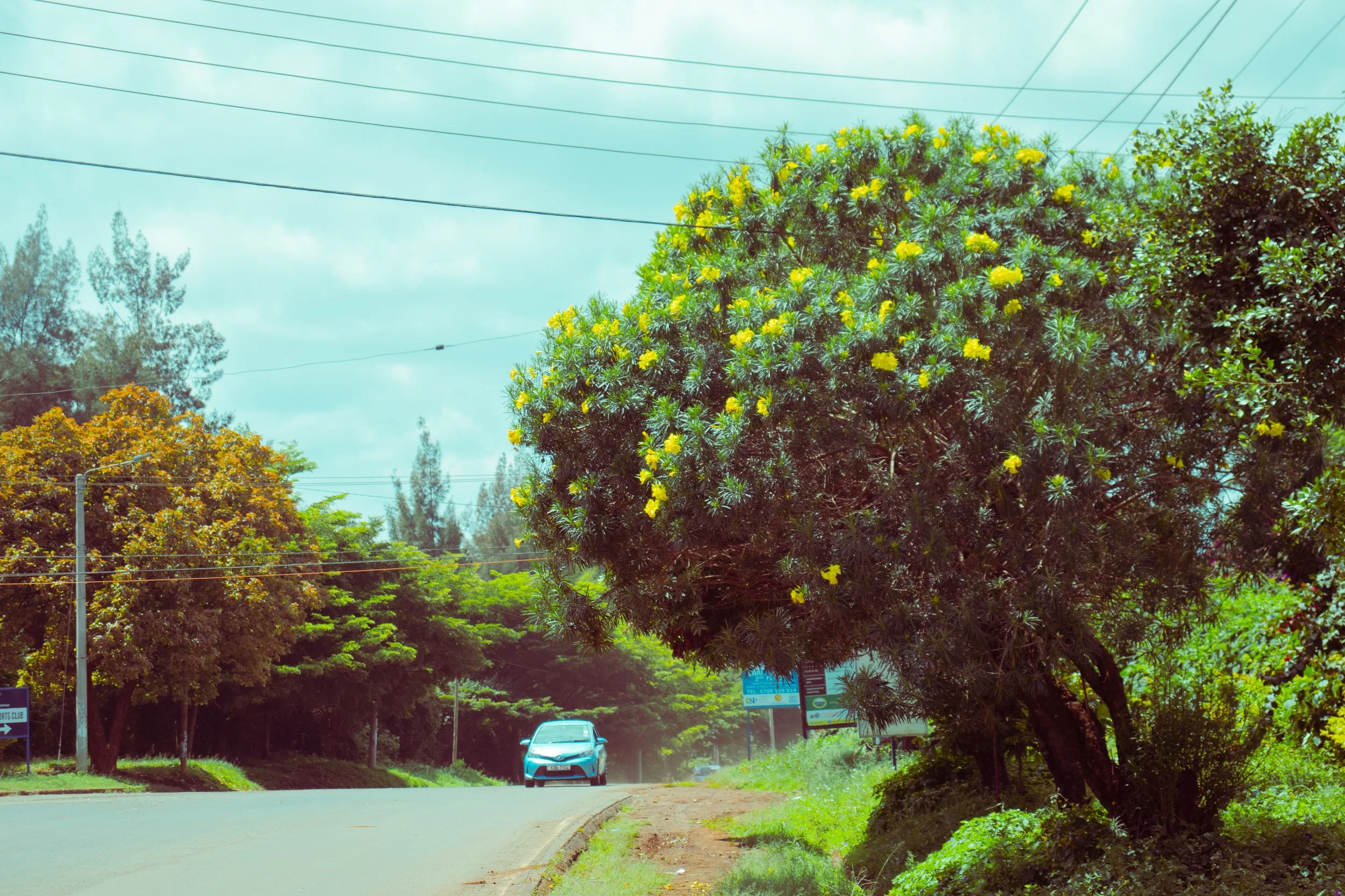 A Walk Through Loresho-Colors-8.jpg
