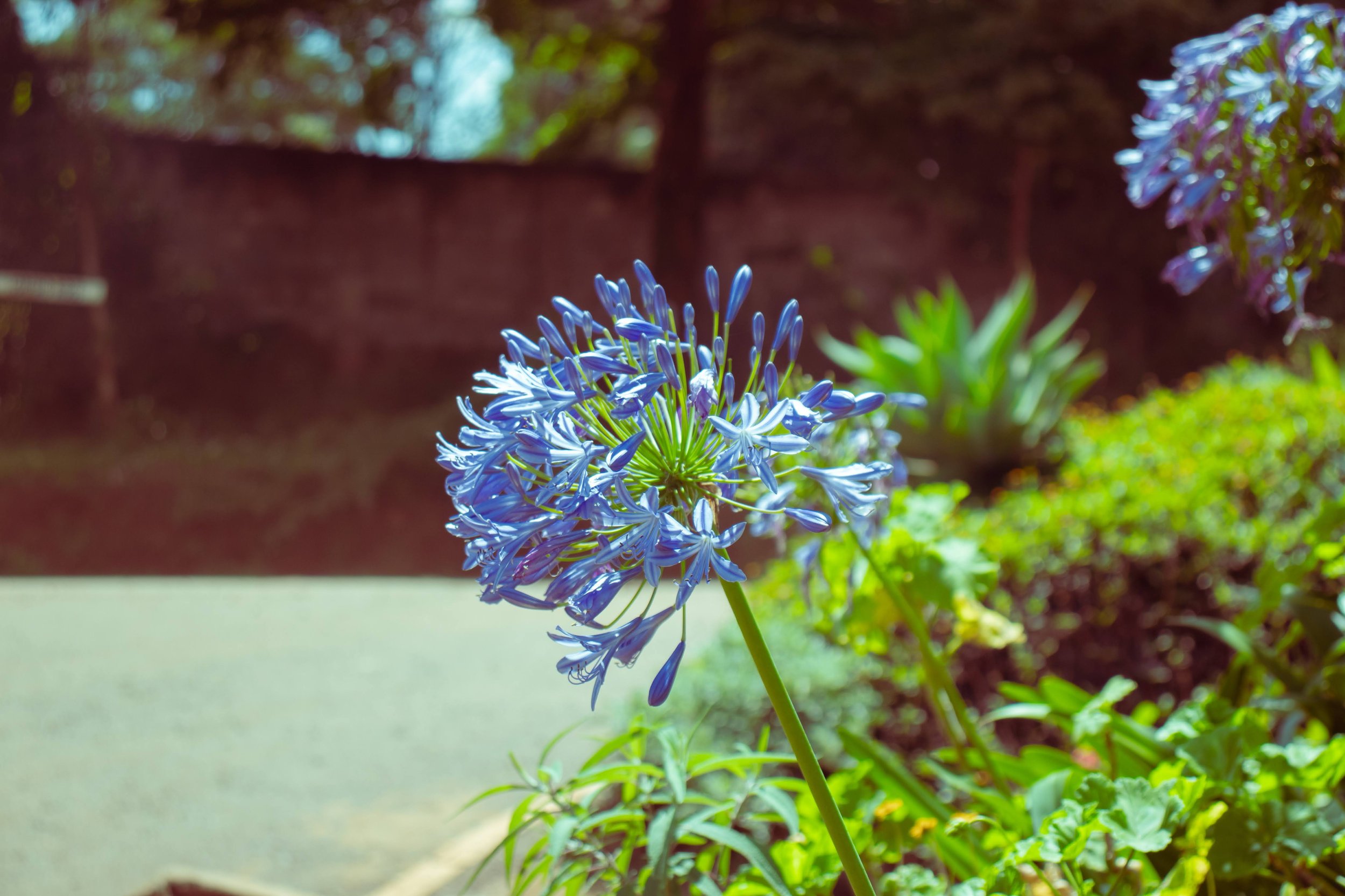 A Walk Through Loresho-Colors-11.jpg