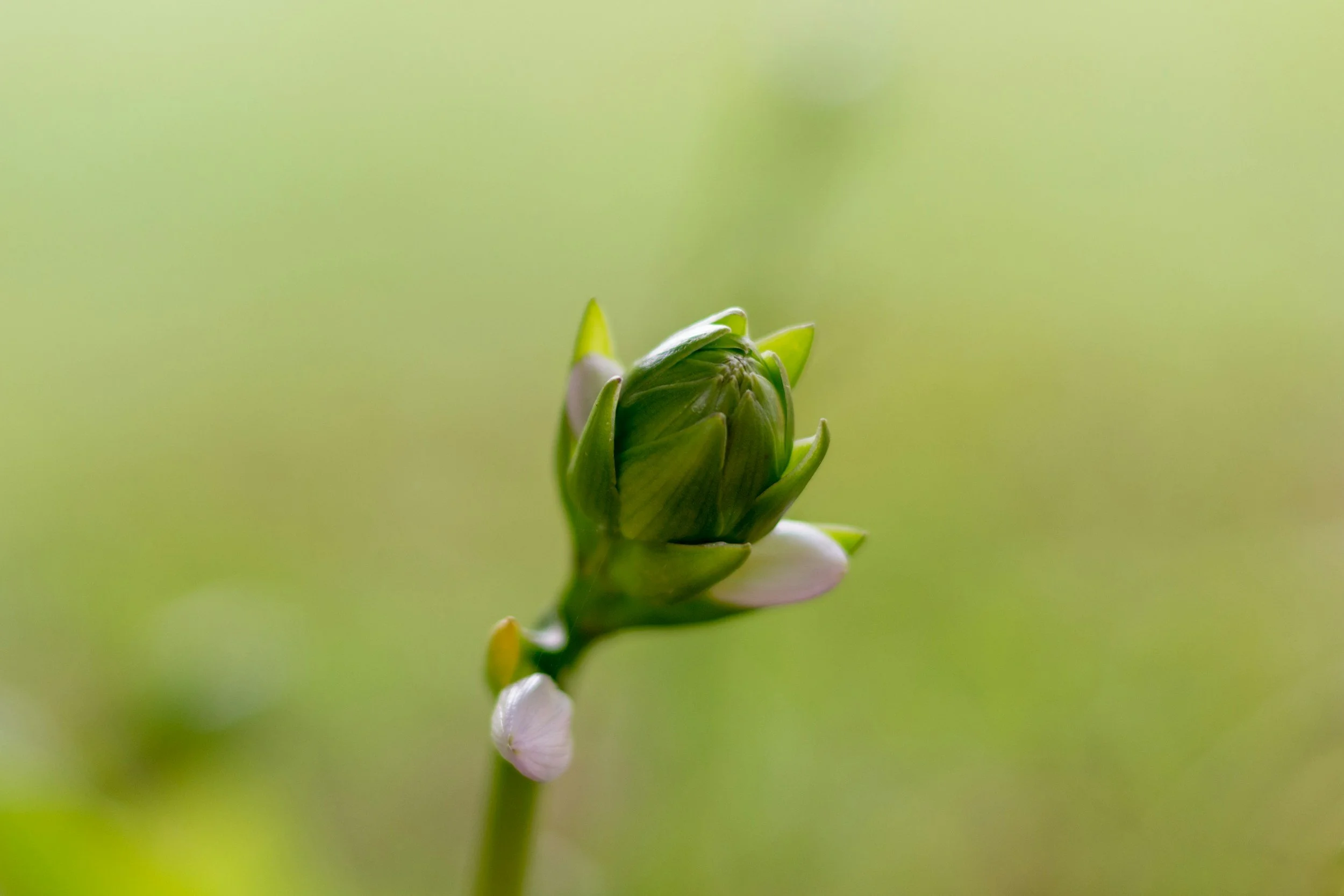 Flourishing in Ministry Wellbeing Assessment