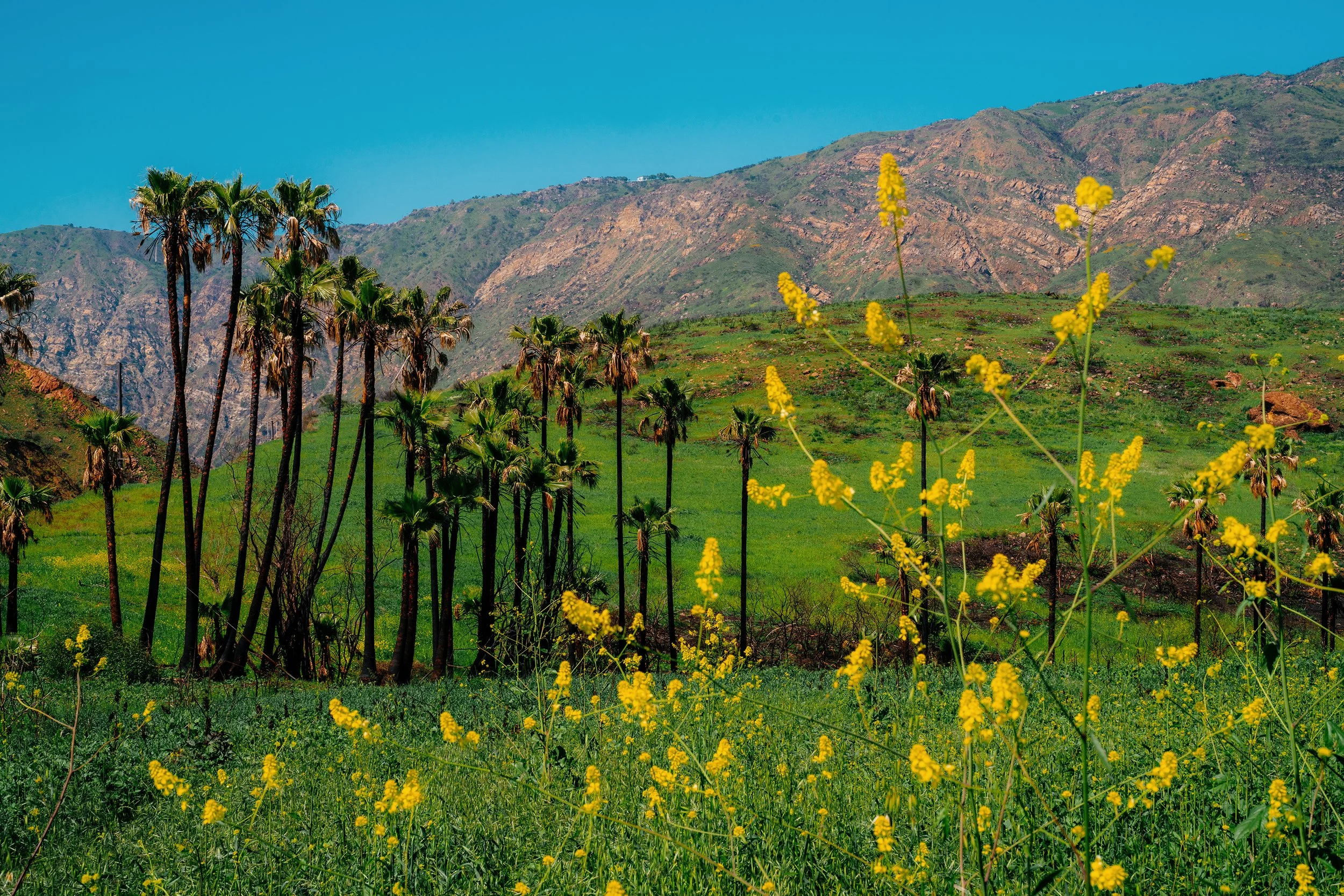 A Jason Reeves photograph of palm trees and yellow flowers in Malibu.