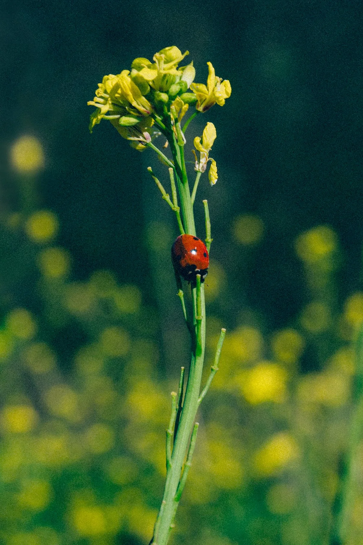 A Jason Reeves photograph of a red ladybug on a yellow flower against a green background.