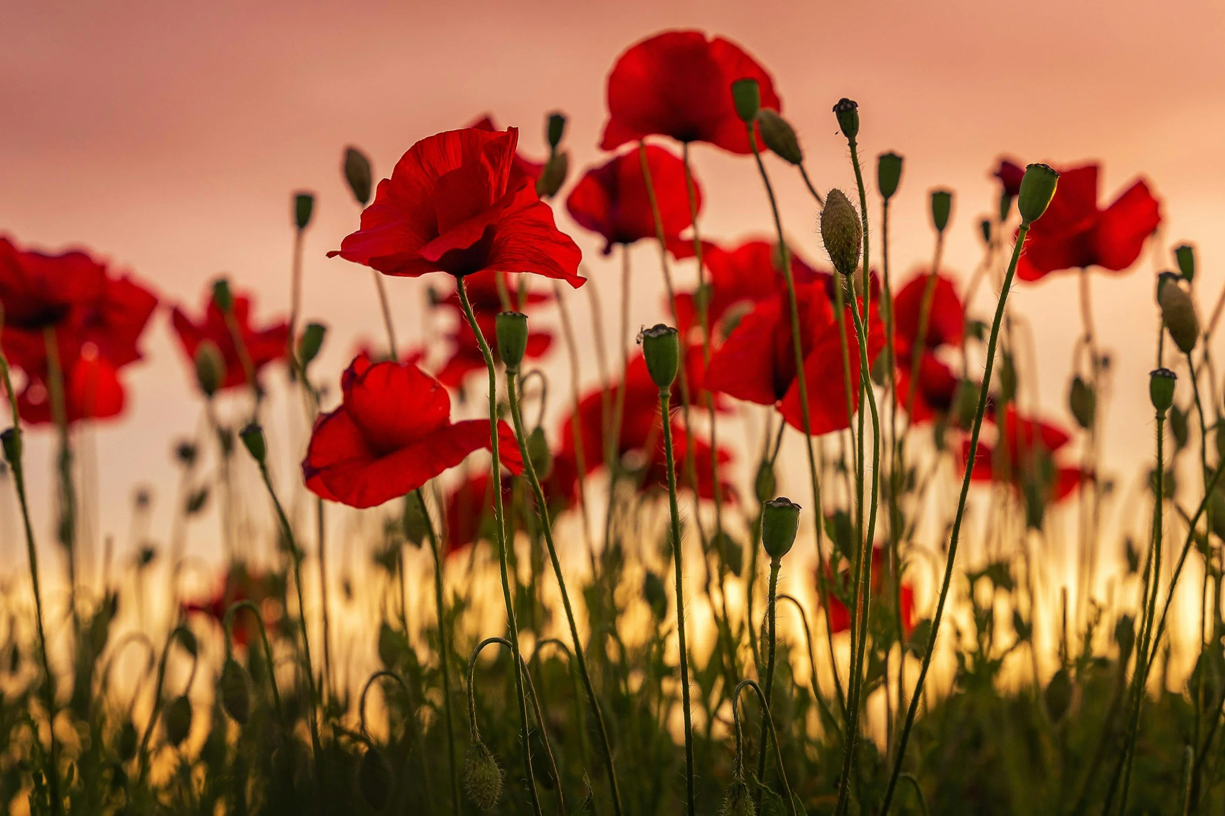 Red poppies growing in a field during sunset