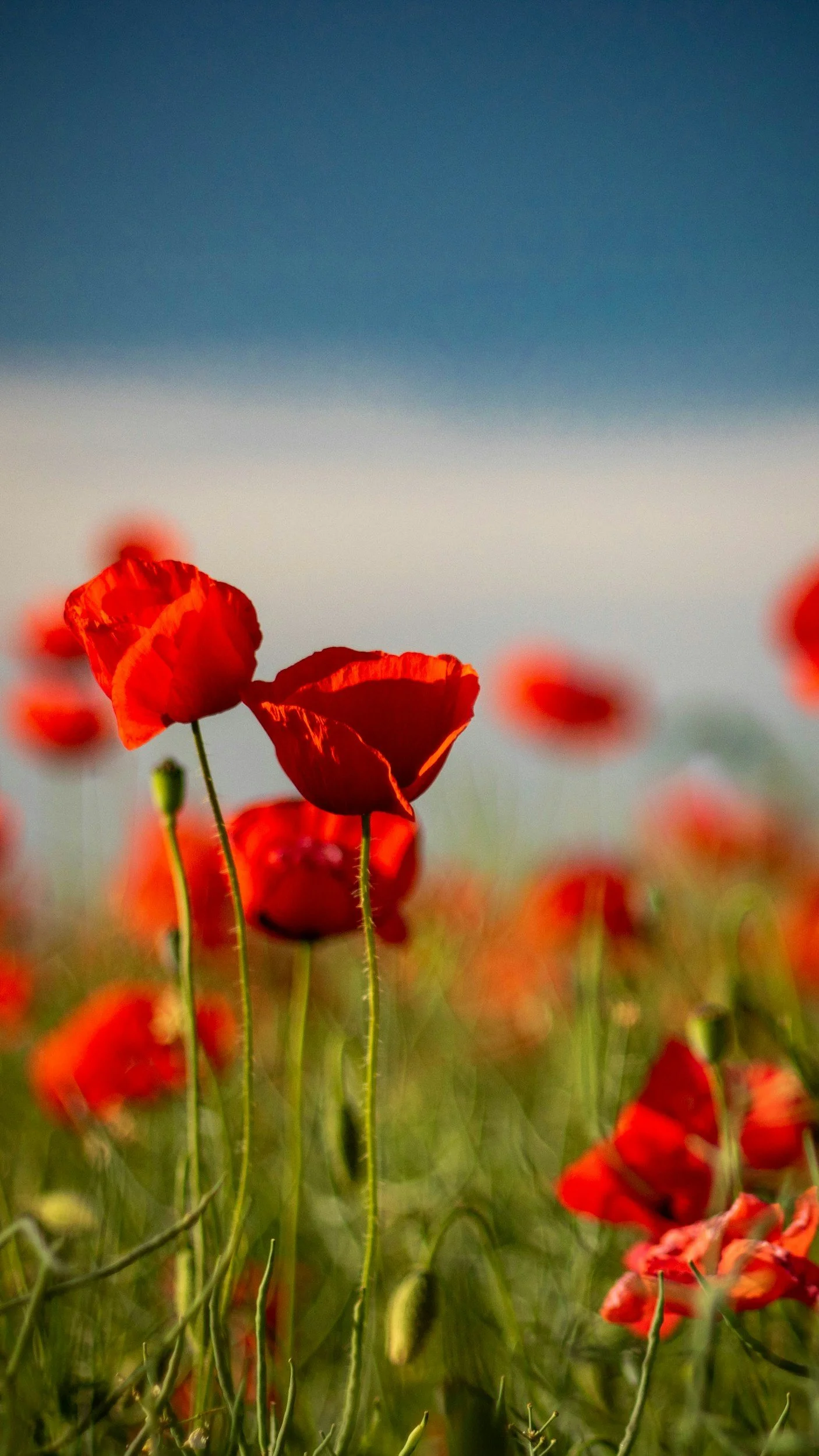 Close-up view of red poppy flowers in a field with a blurred background of more poppies and a blue sky.