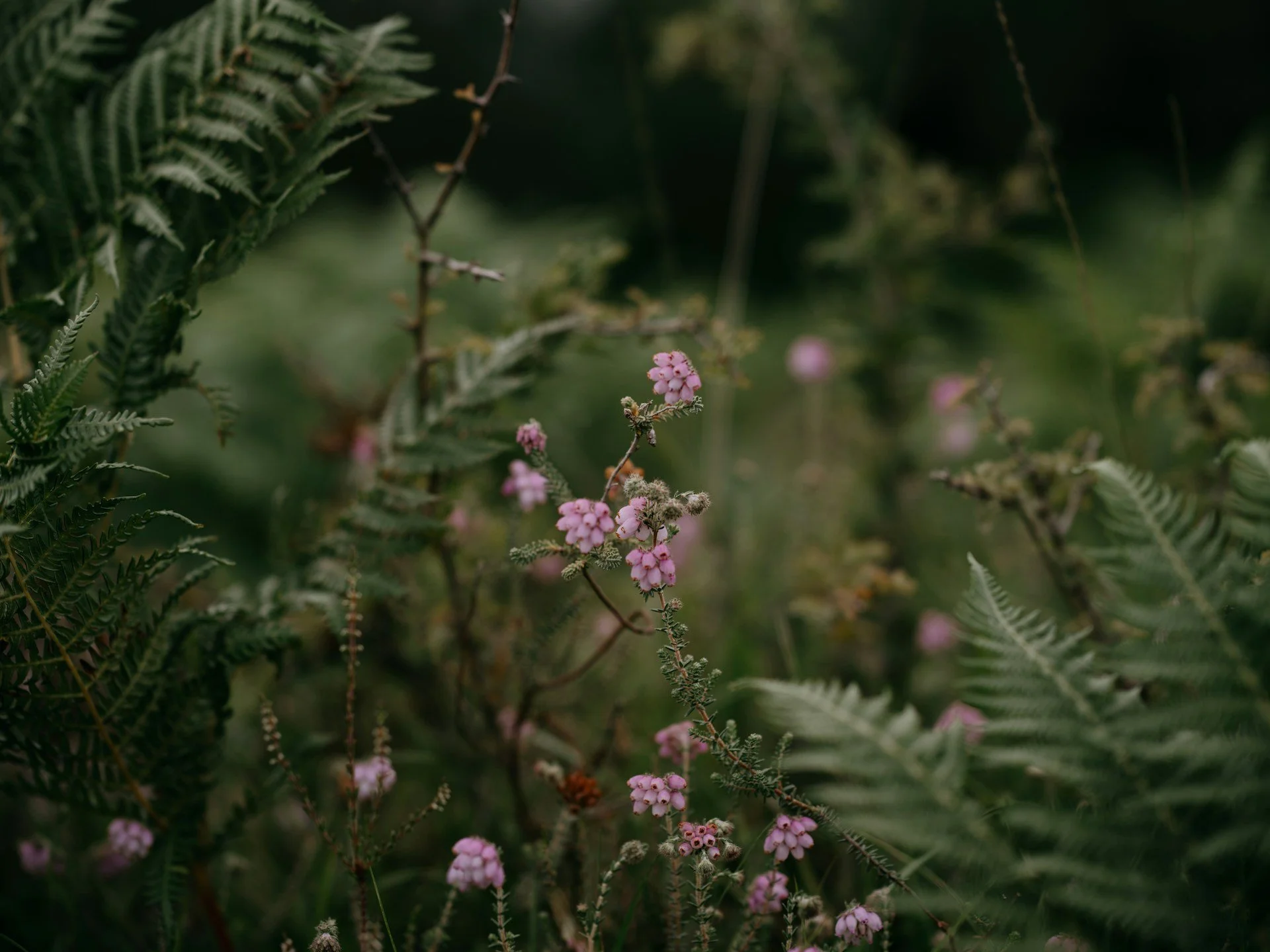 Photo of green field with purple flowers