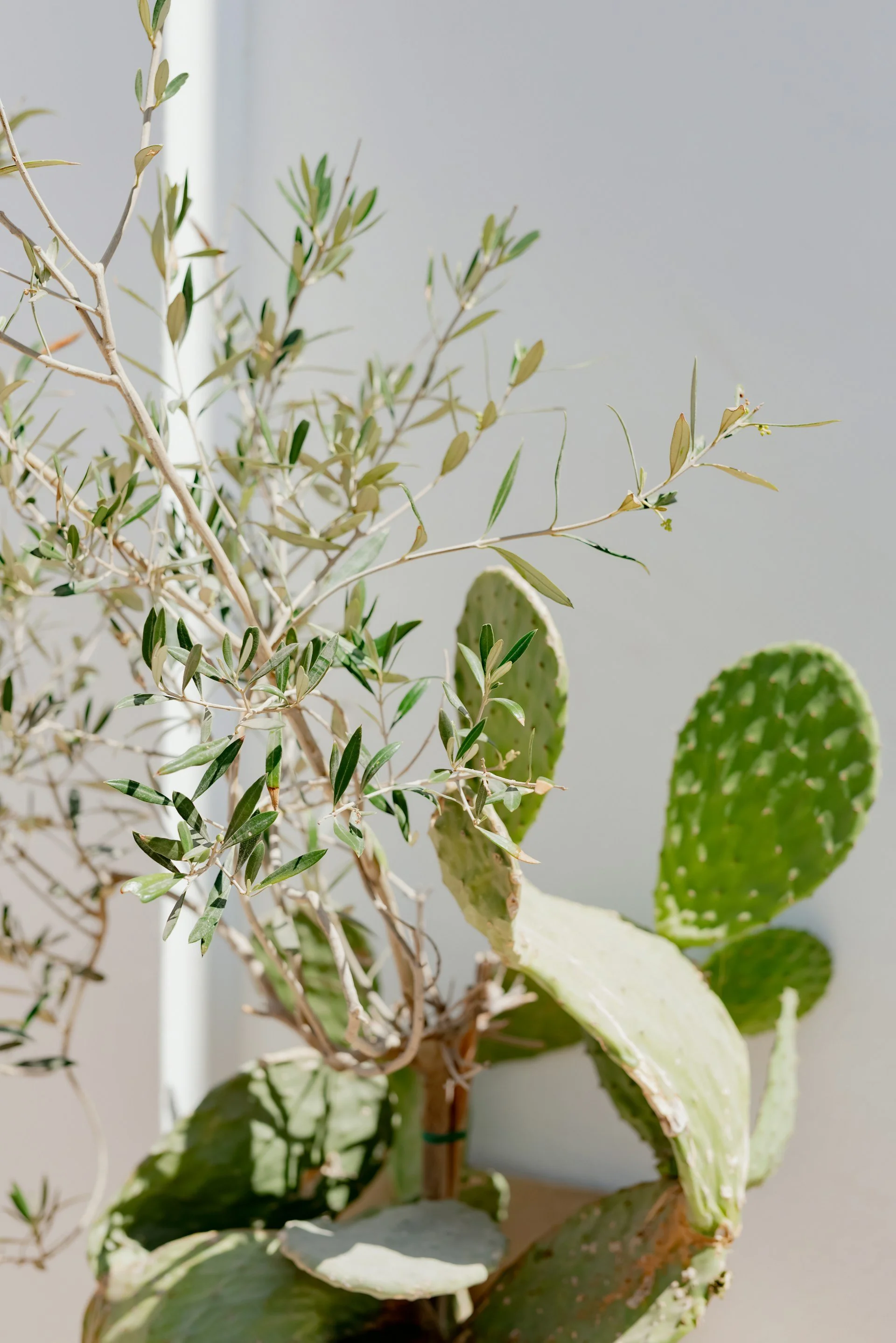 Close up photo of green cactus with gray background with light and shadows
