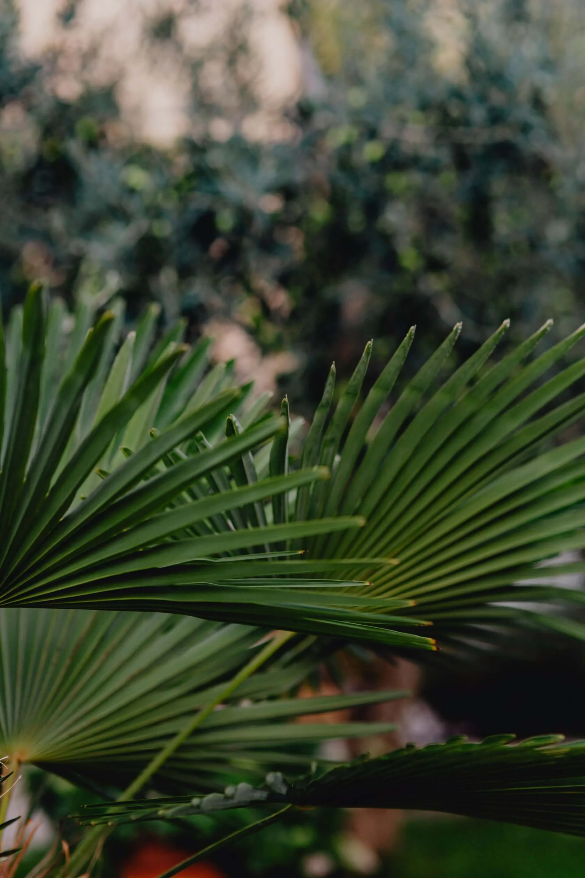 Photo of green palm tree close up blurry greenery