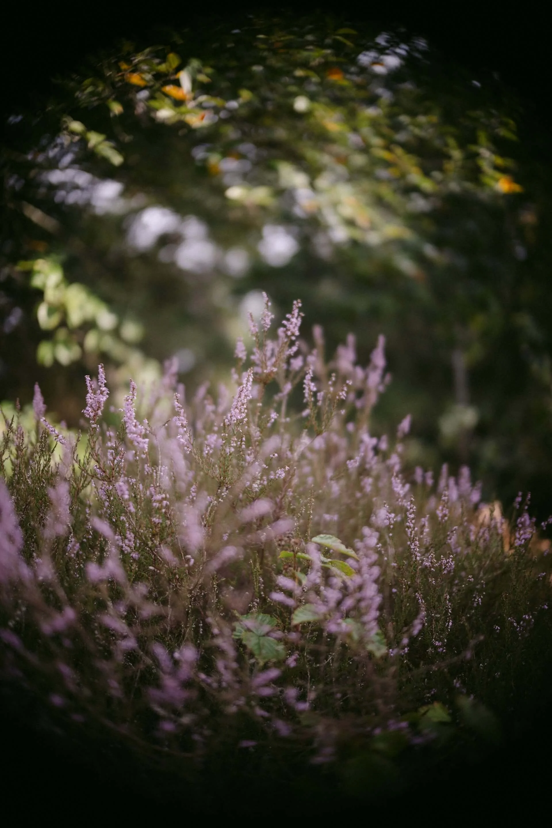 Photo of wild lavender purple flowers in a field