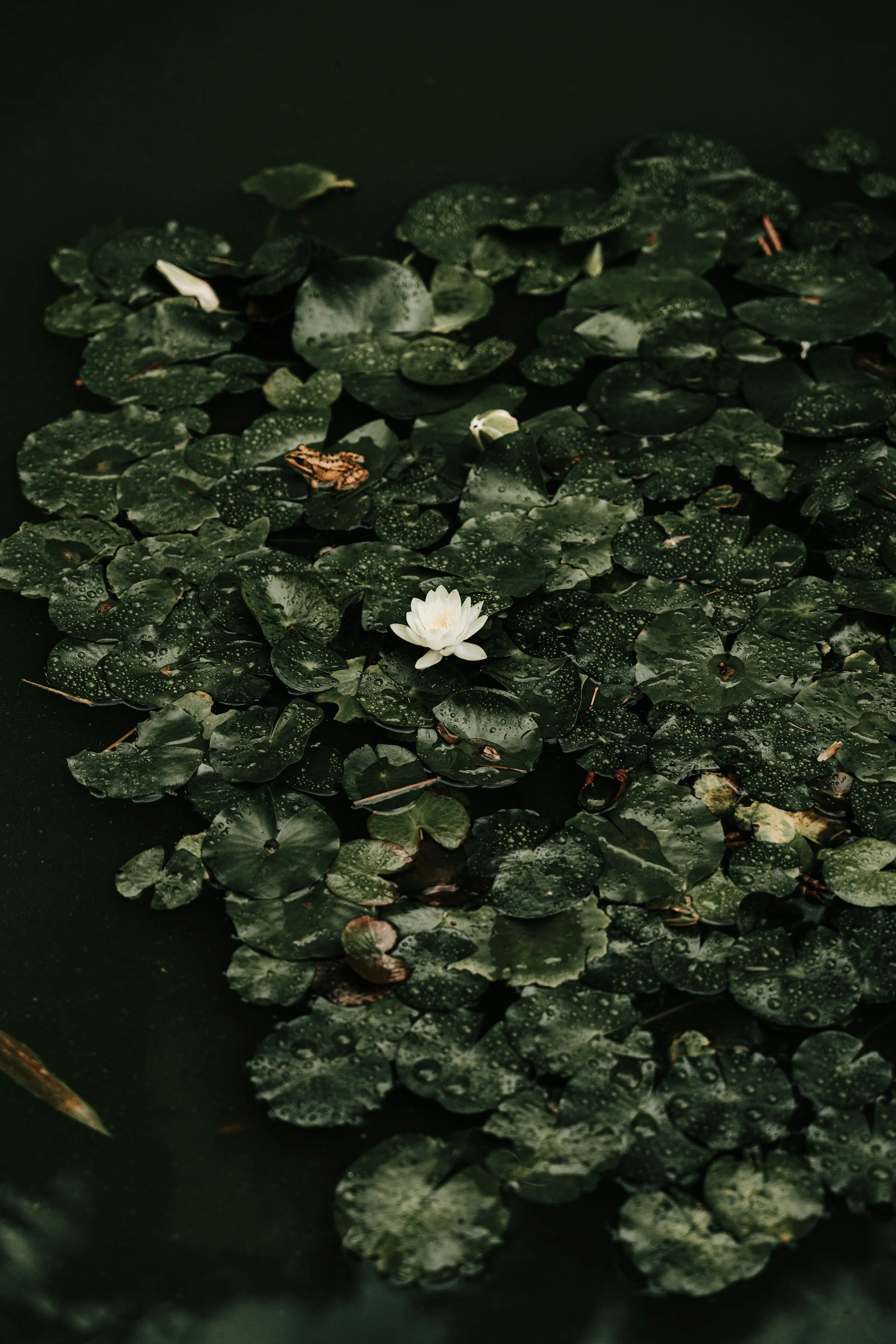 Photo of green and dark green lily pads with white flowers