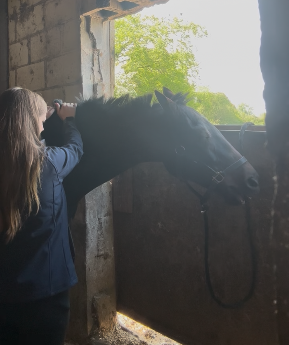 Equine Myofascial Release Therapy