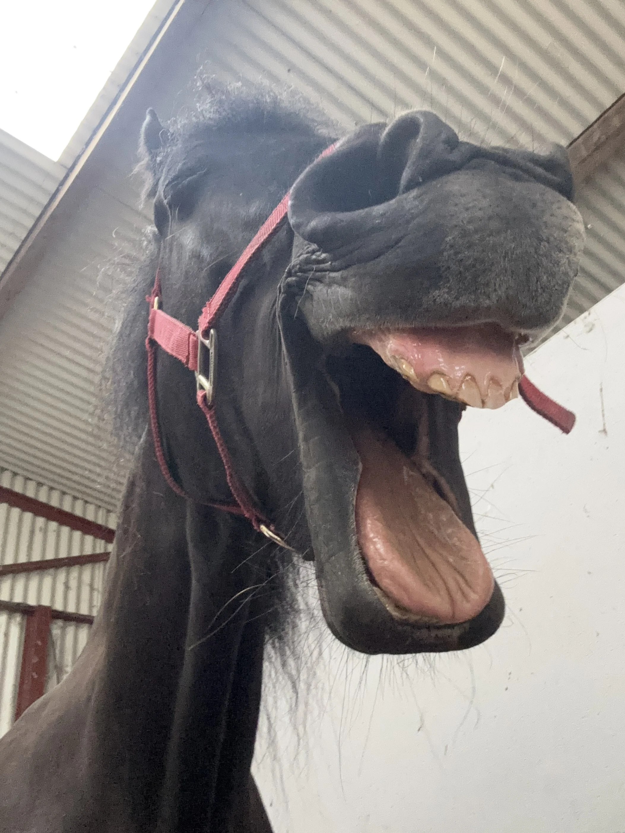Senior Horse Comfort Package