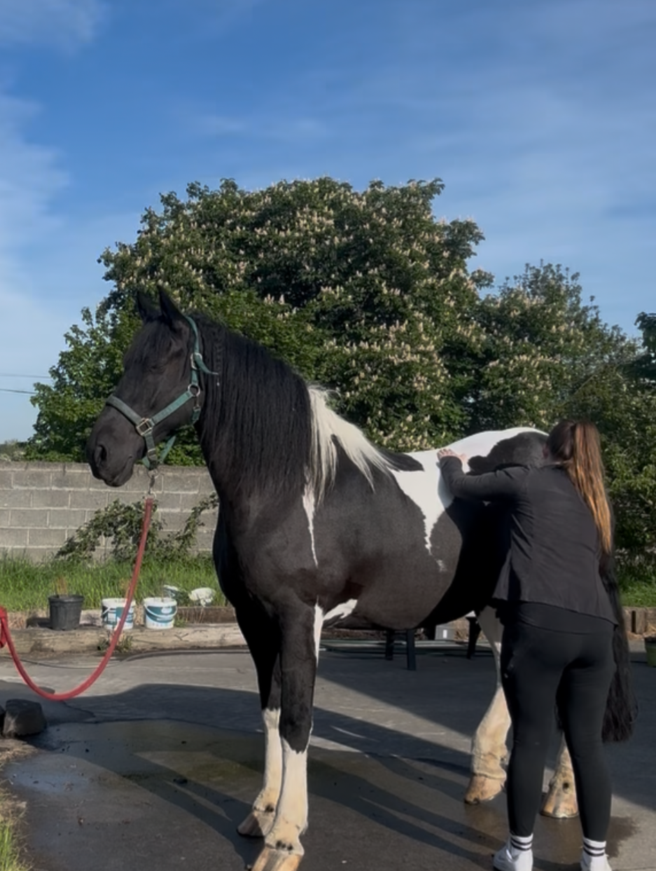 Equine Sports Massage