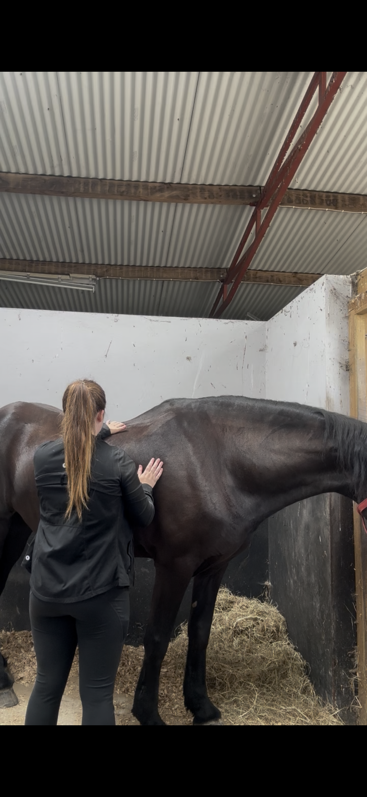 Equine Physical Therapy