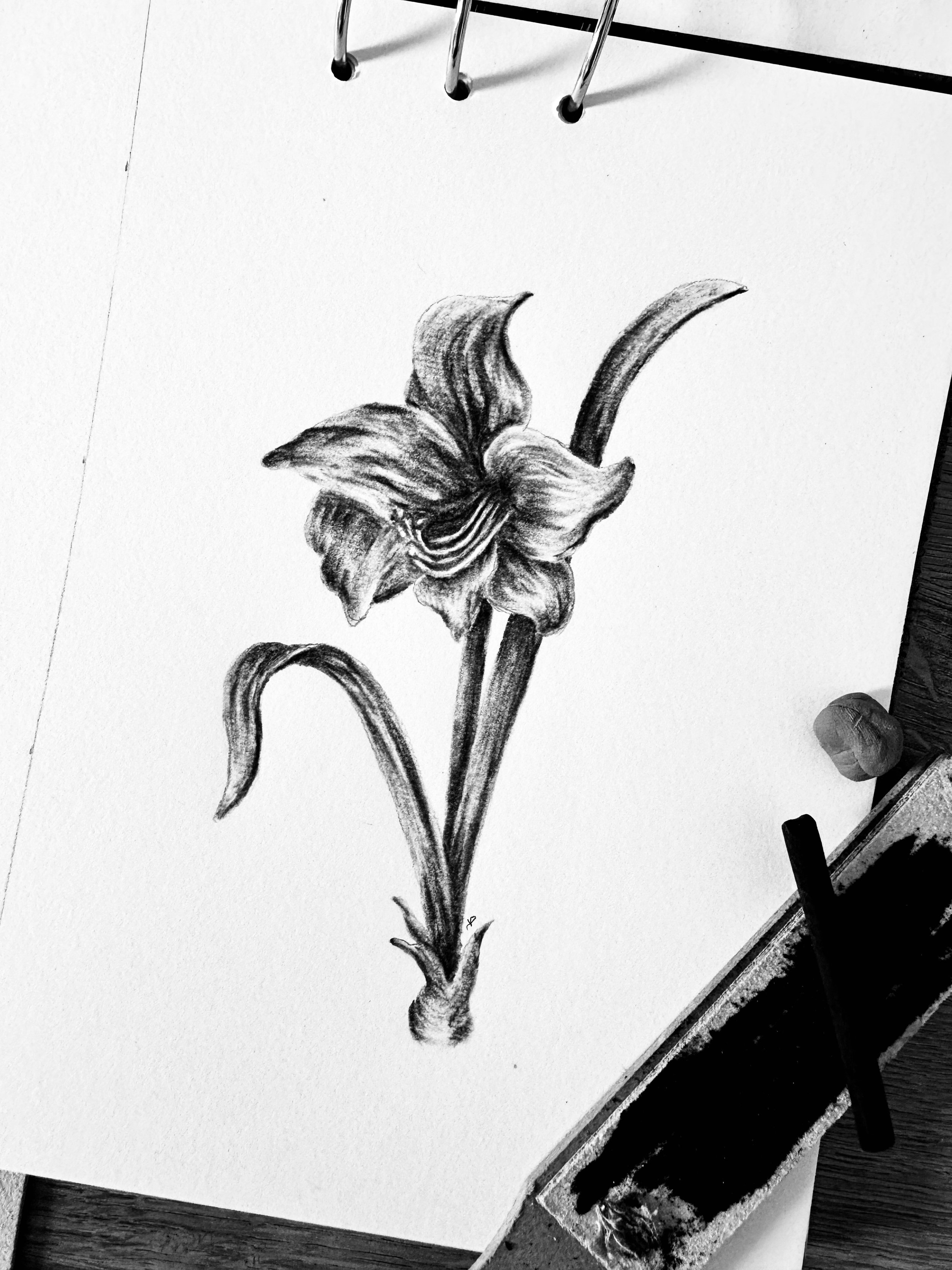 Amaryllis