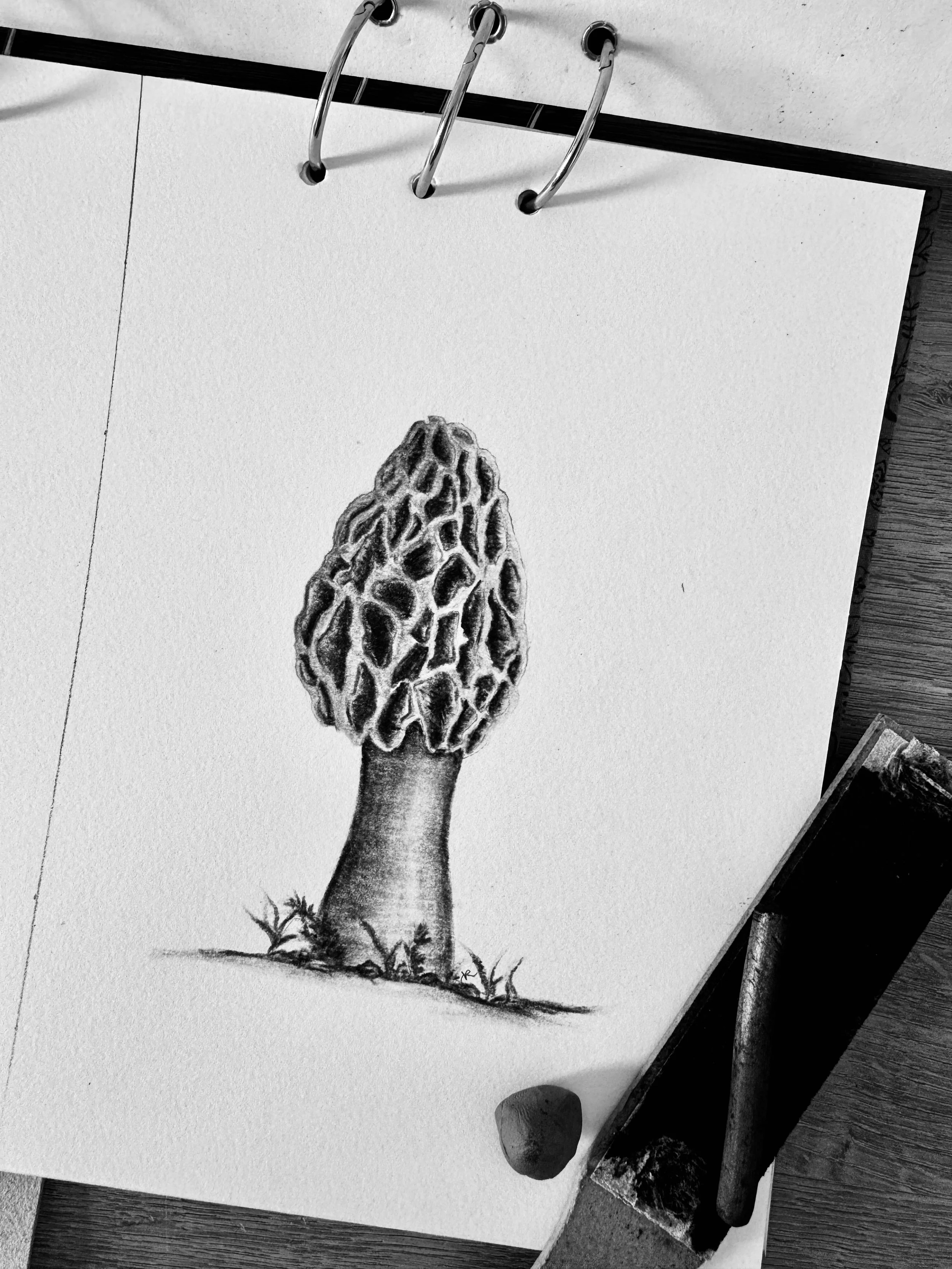 Morel