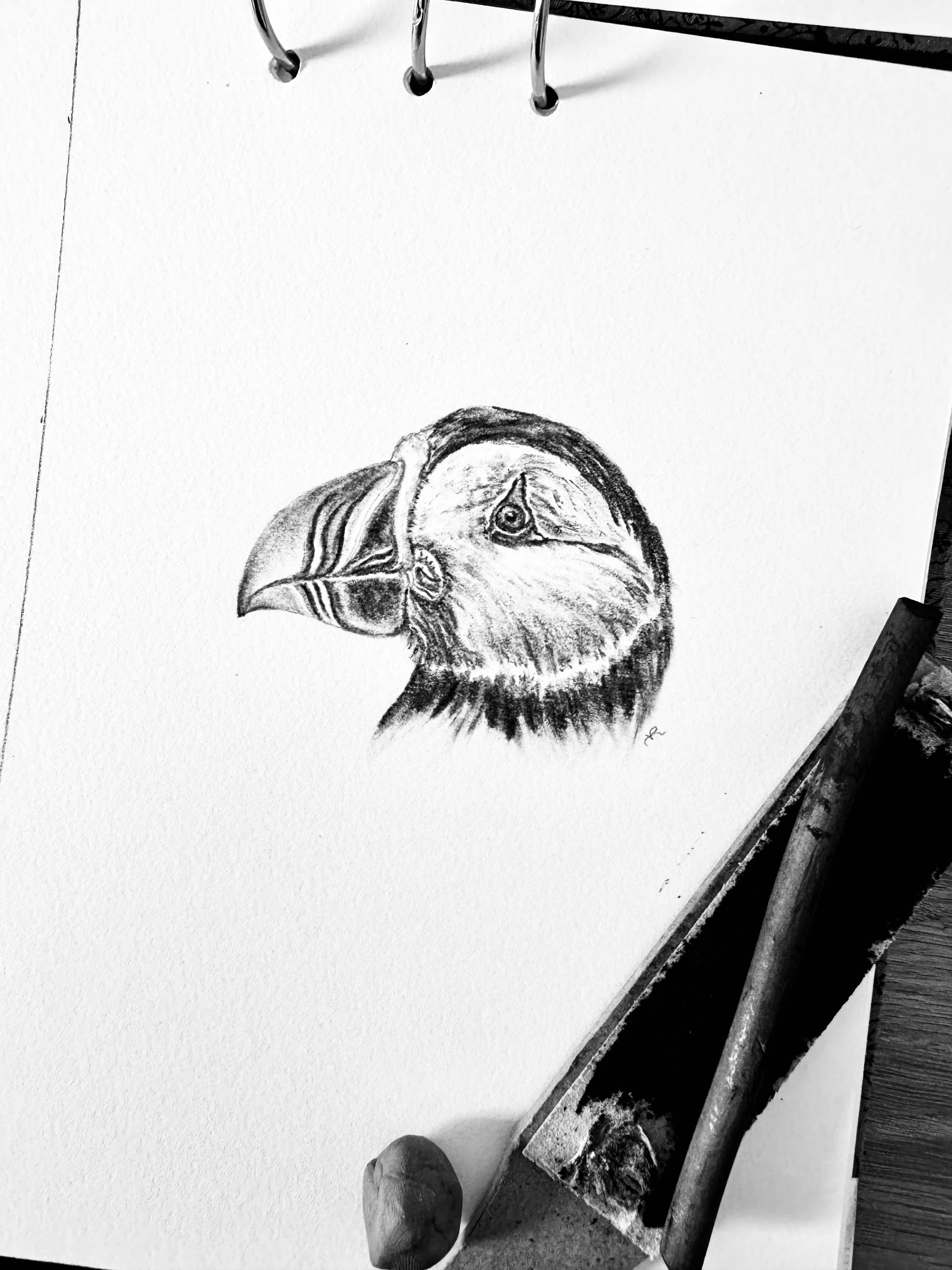 Puffin