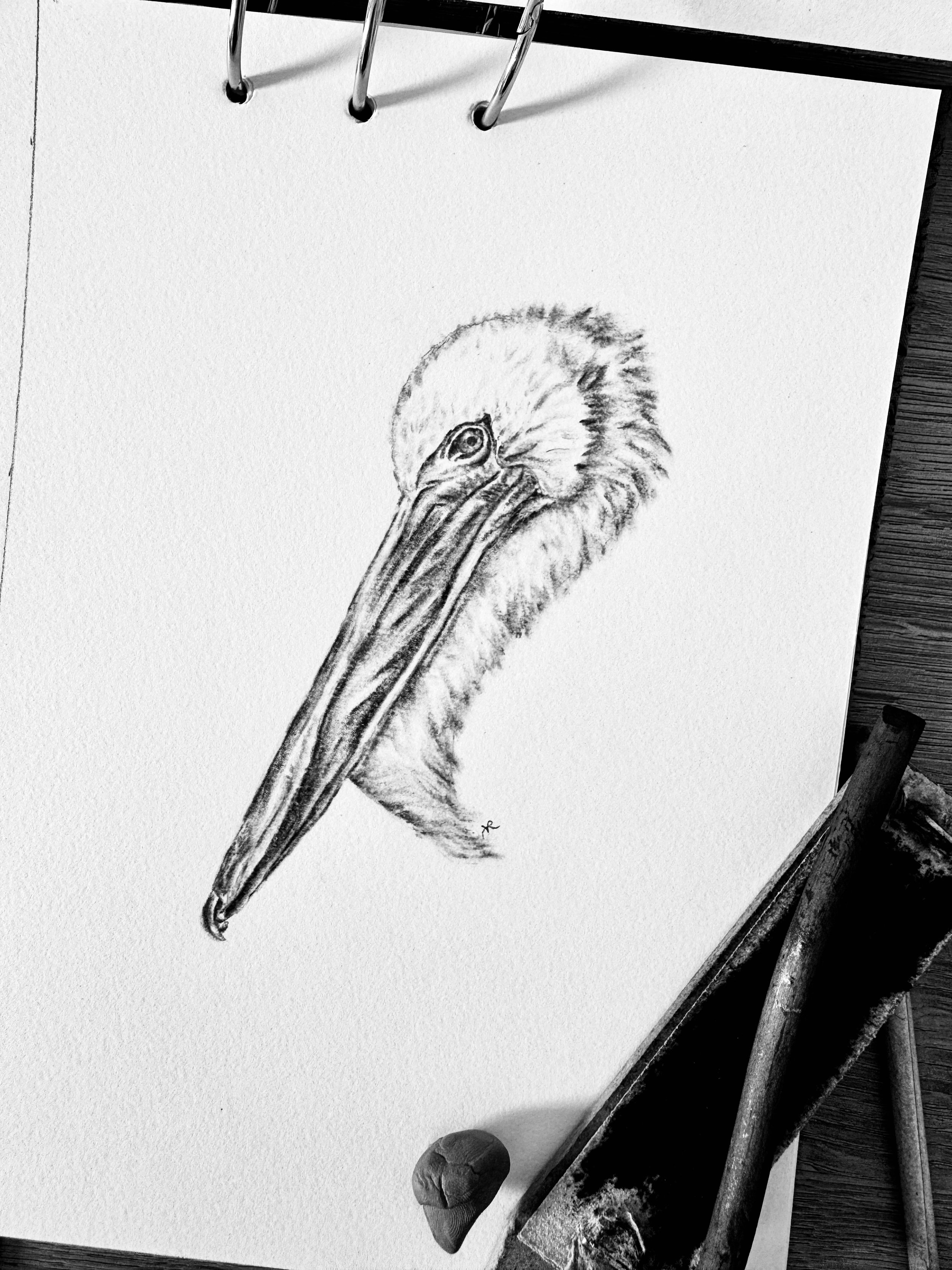 Pelican