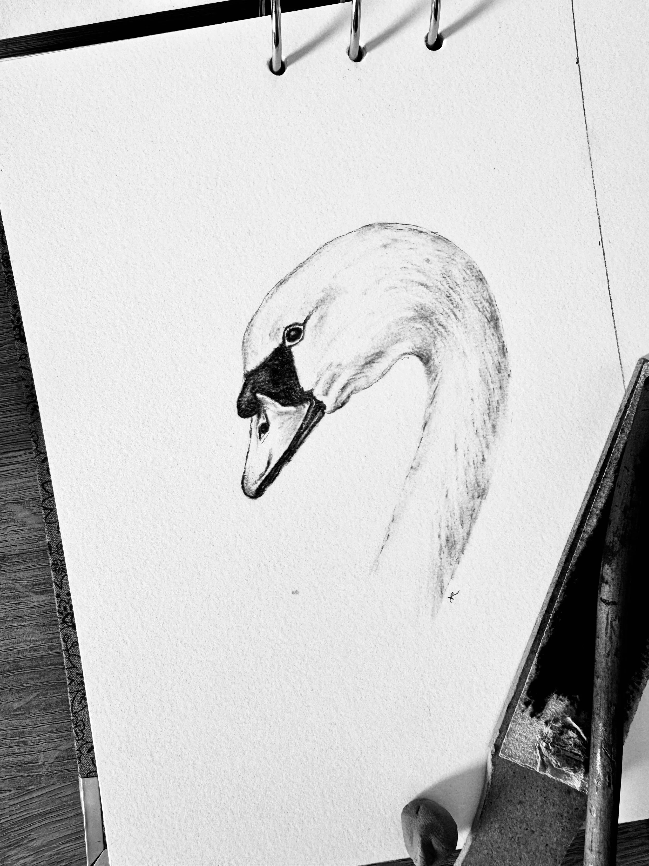 Swan