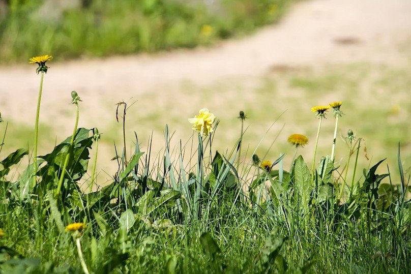 Natural Alternatives to Chemical Herbicides: Do They Really Work?