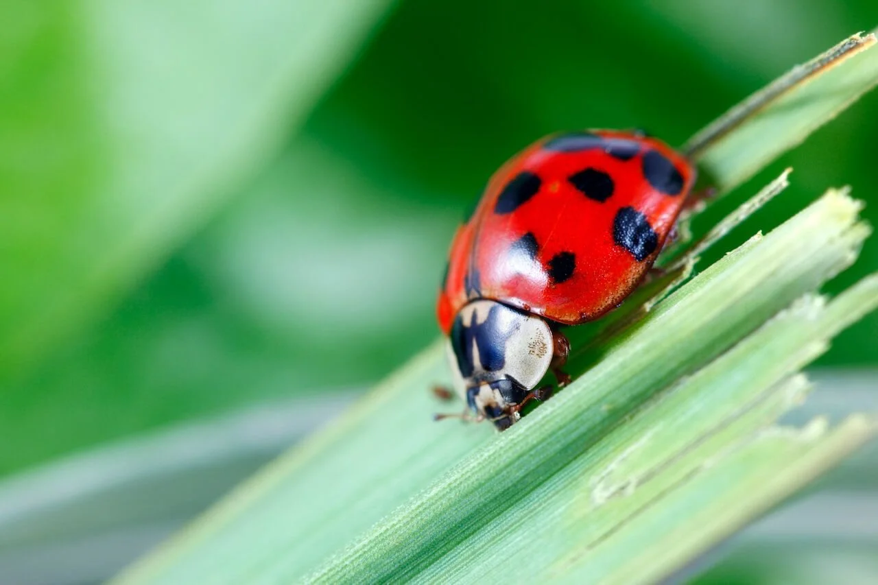 How Effective are Ladybugs for Pest Control?