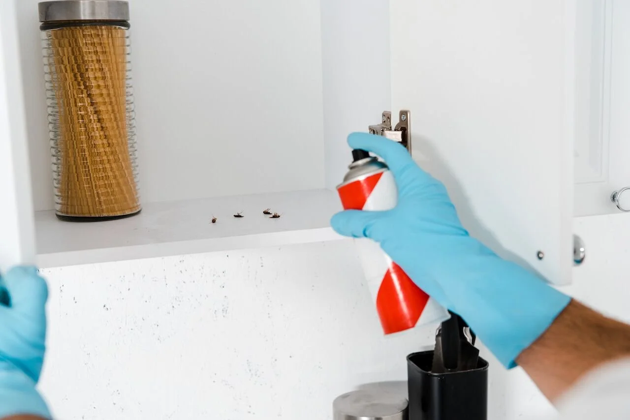 6 Reasons to Avoid DIY Pest Control Treatments