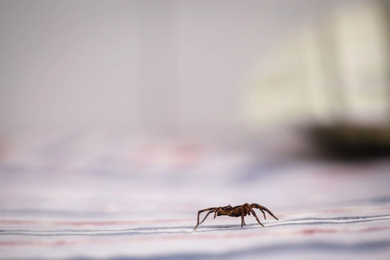 How to Get Rid of Common Pest Problems