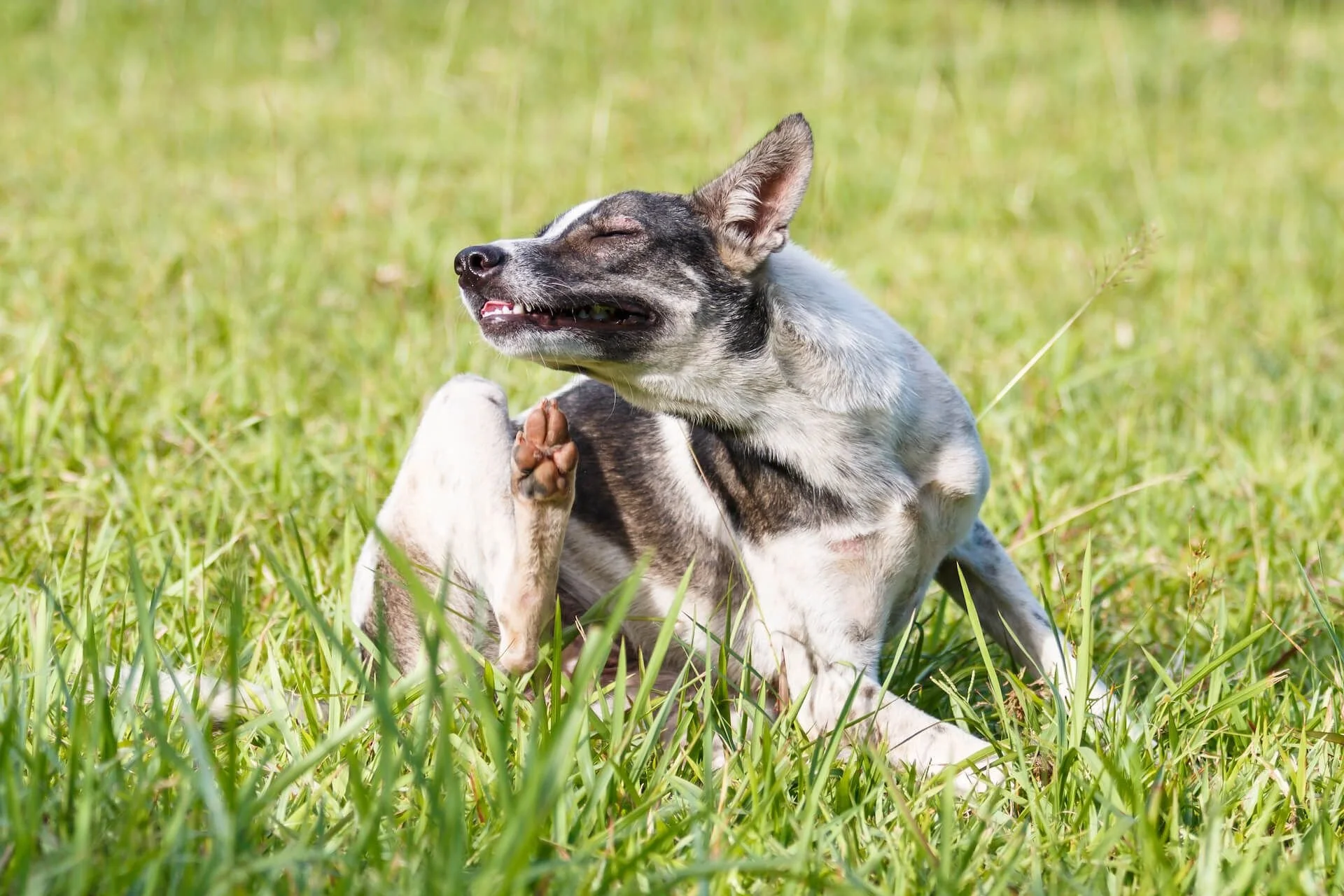 How to Control Fleas and Ticks in Your Lawn