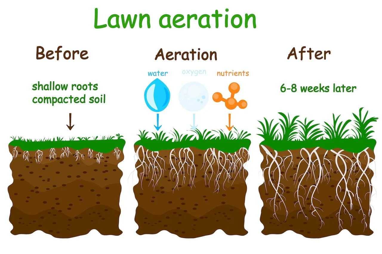 When and How to Aerate Your Lawn