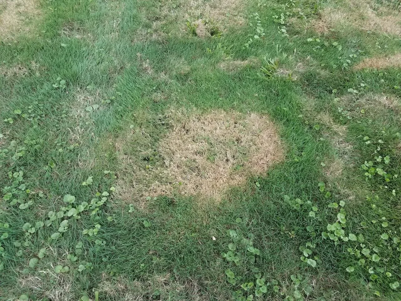 How Do I Get Rid of Brown Patches on My Lawn?