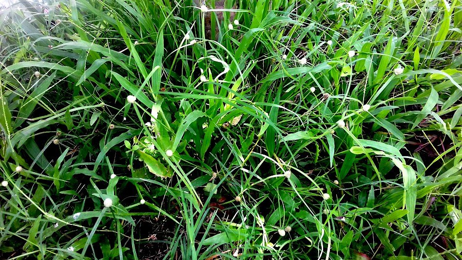 Monsoon Season and Weed Growth: Preparing Your Lawn for the Unexpected