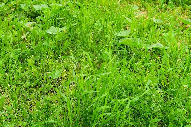 Best Ways to Eliminate Overgrown Weeds