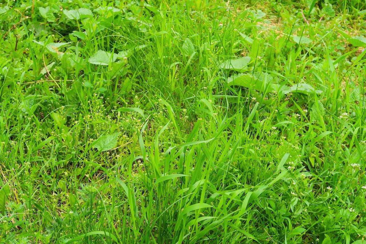 Is Weed Control Expensive?