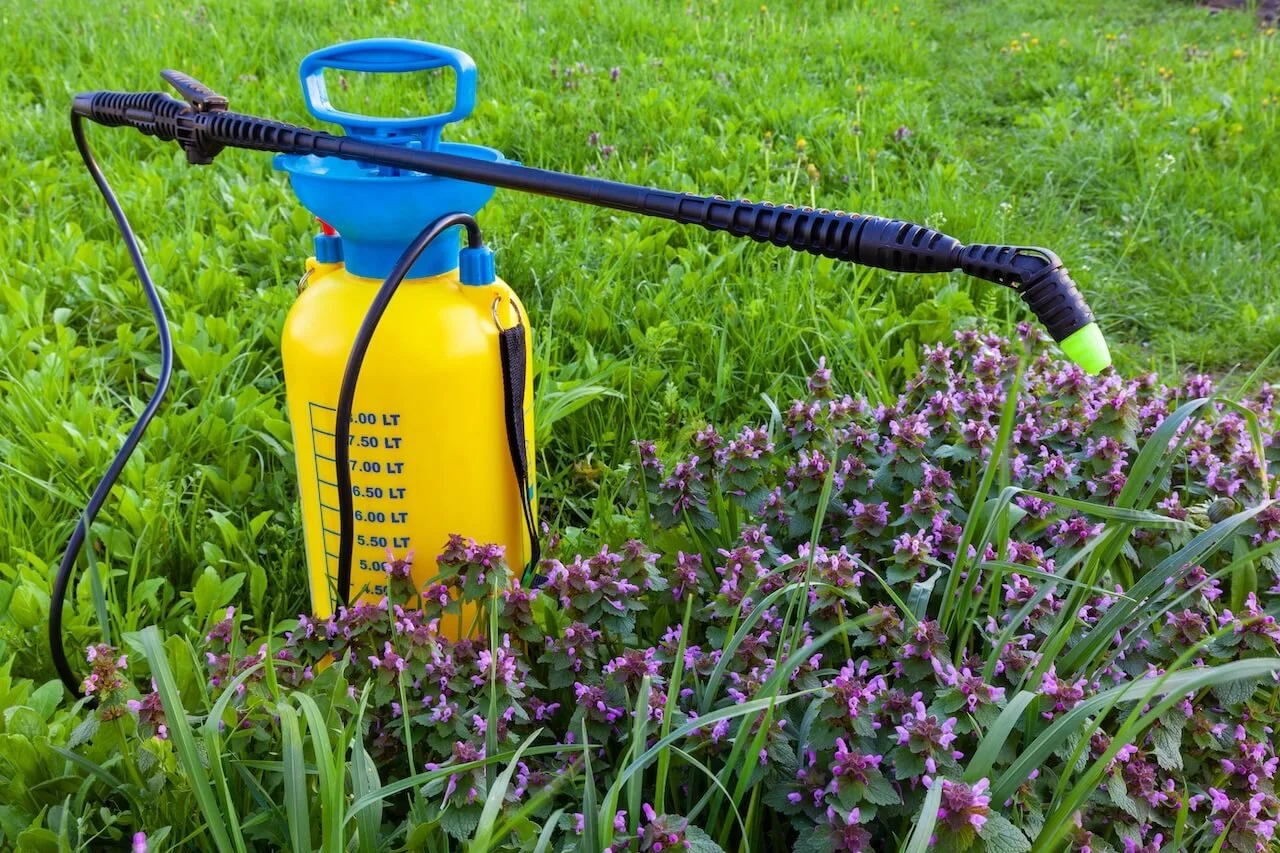 Why You Should Use Pre-Emergent Weed Spray in the Summer