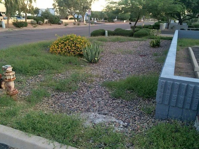 The Challenges of Weed Control in Phoenix