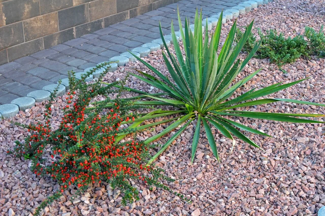 Phoenix Weed Control Strategies That Work