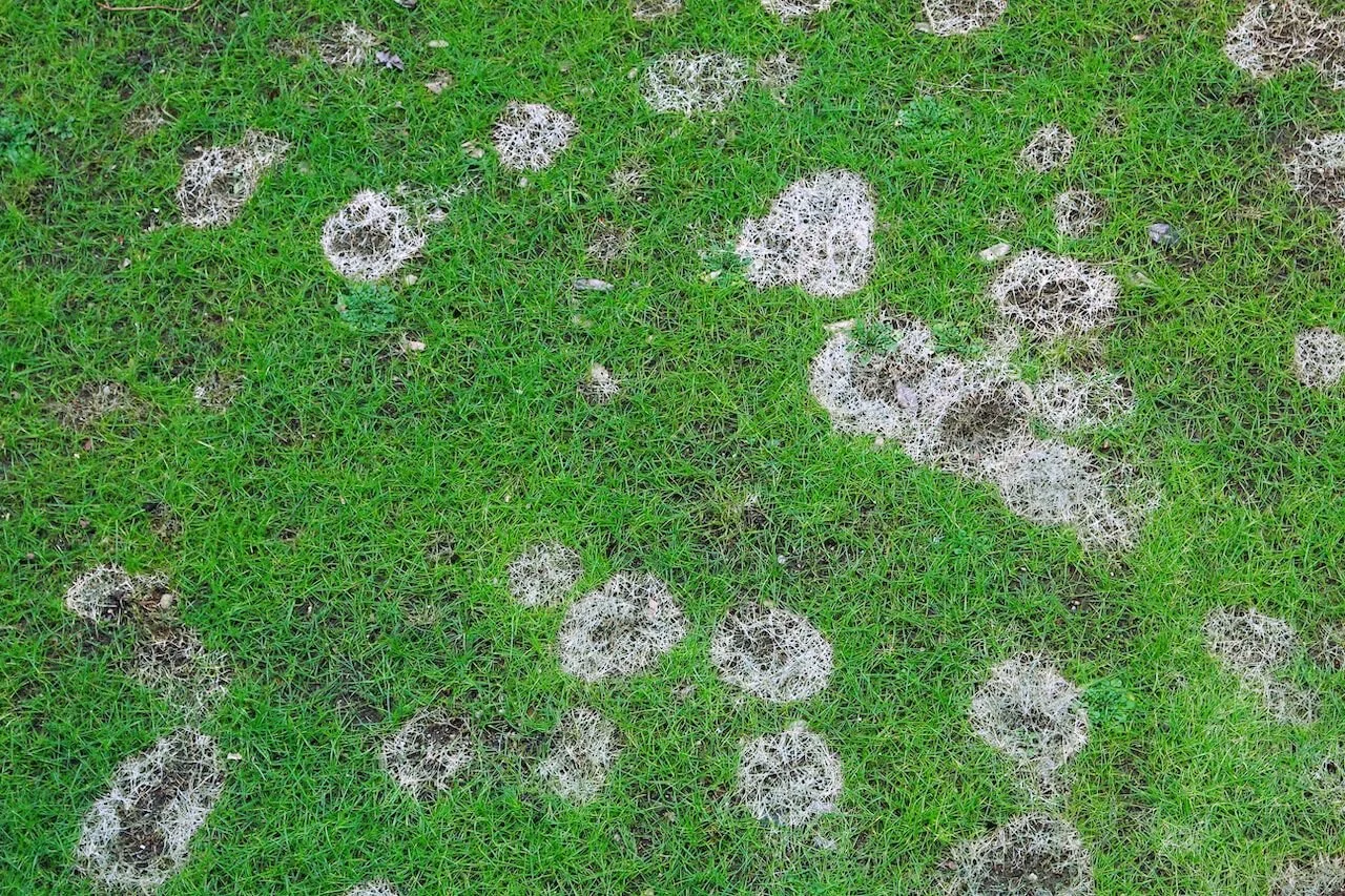 How Do I Know If My Lawn is Struggling