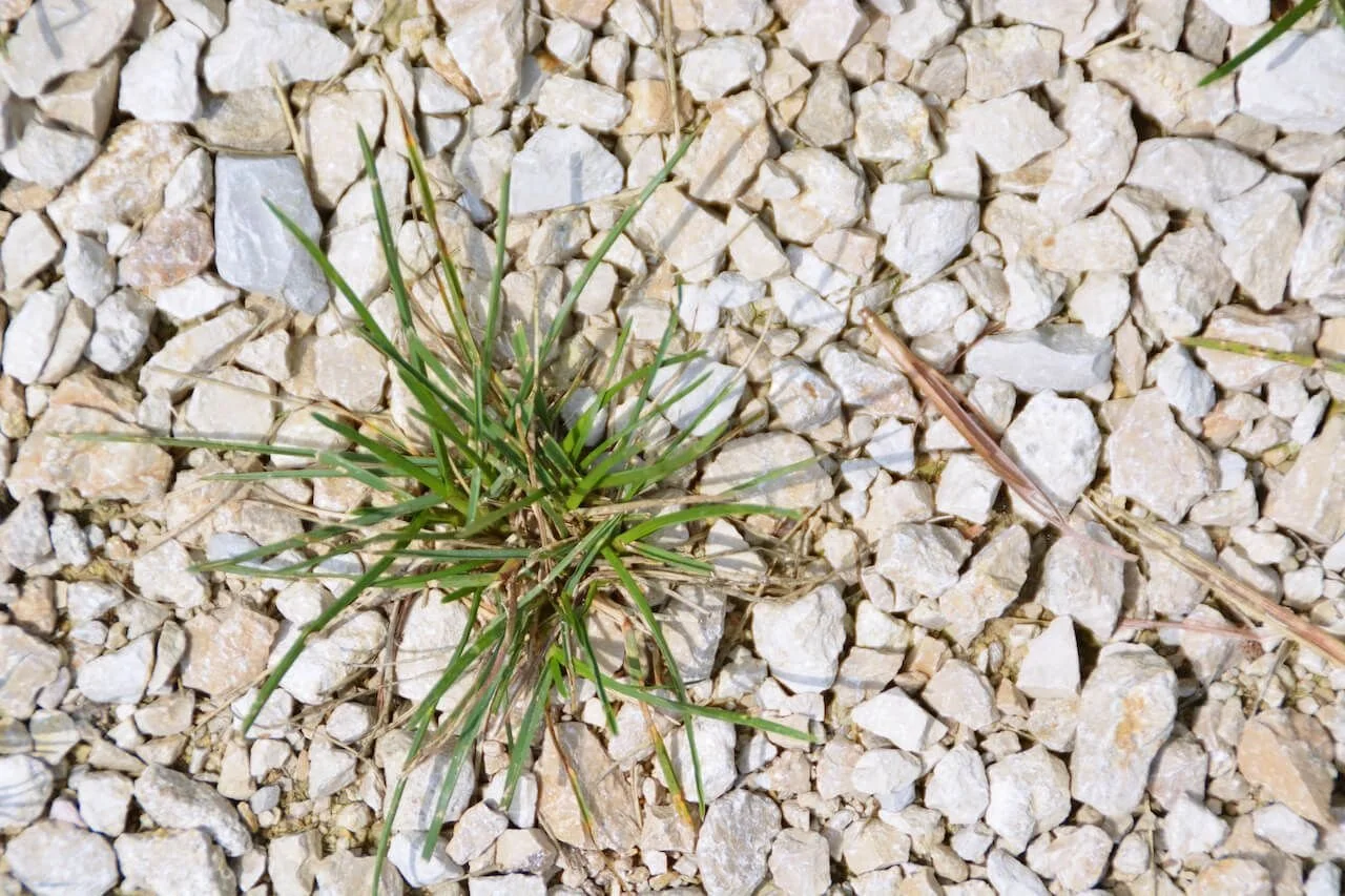 Do You Really Need Pre-emergent Spraying Service?