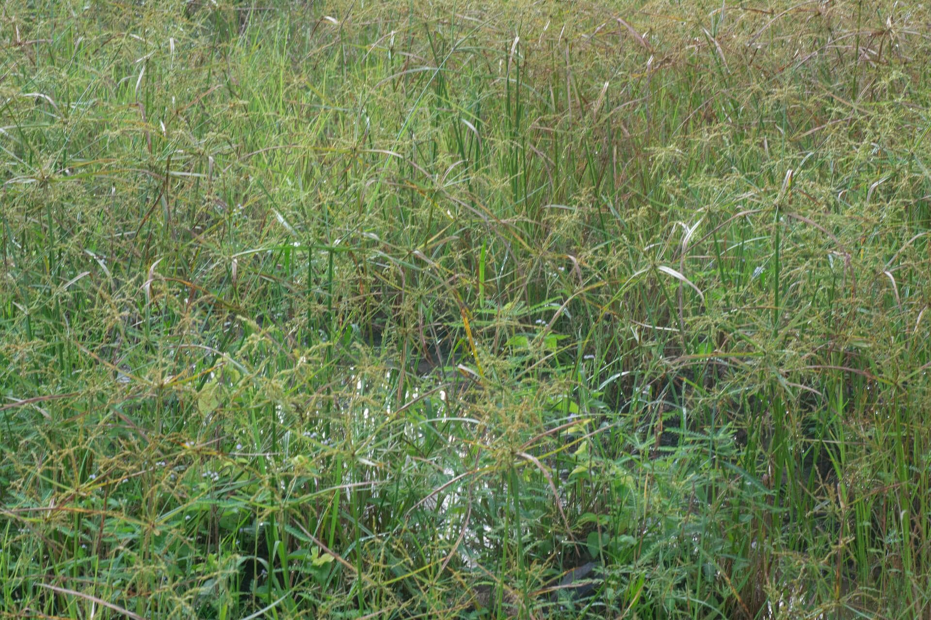 How to Get Rid of Nutsedge in Your Yard