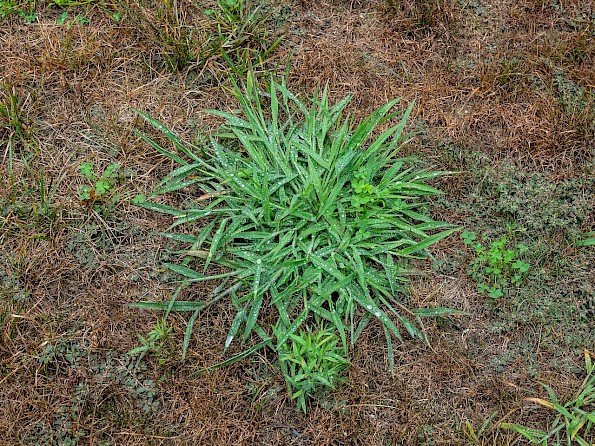 How to Get Rid of Crabgrass